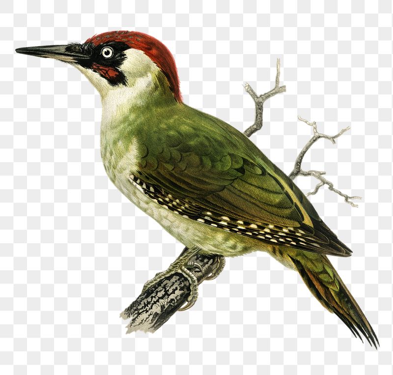 Woodpecker Wallpapers