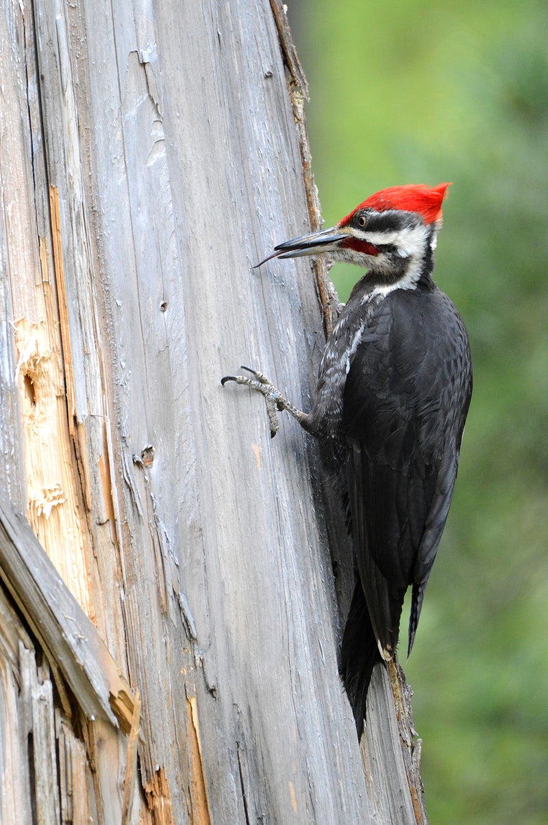 Woodpecker Wallpapers