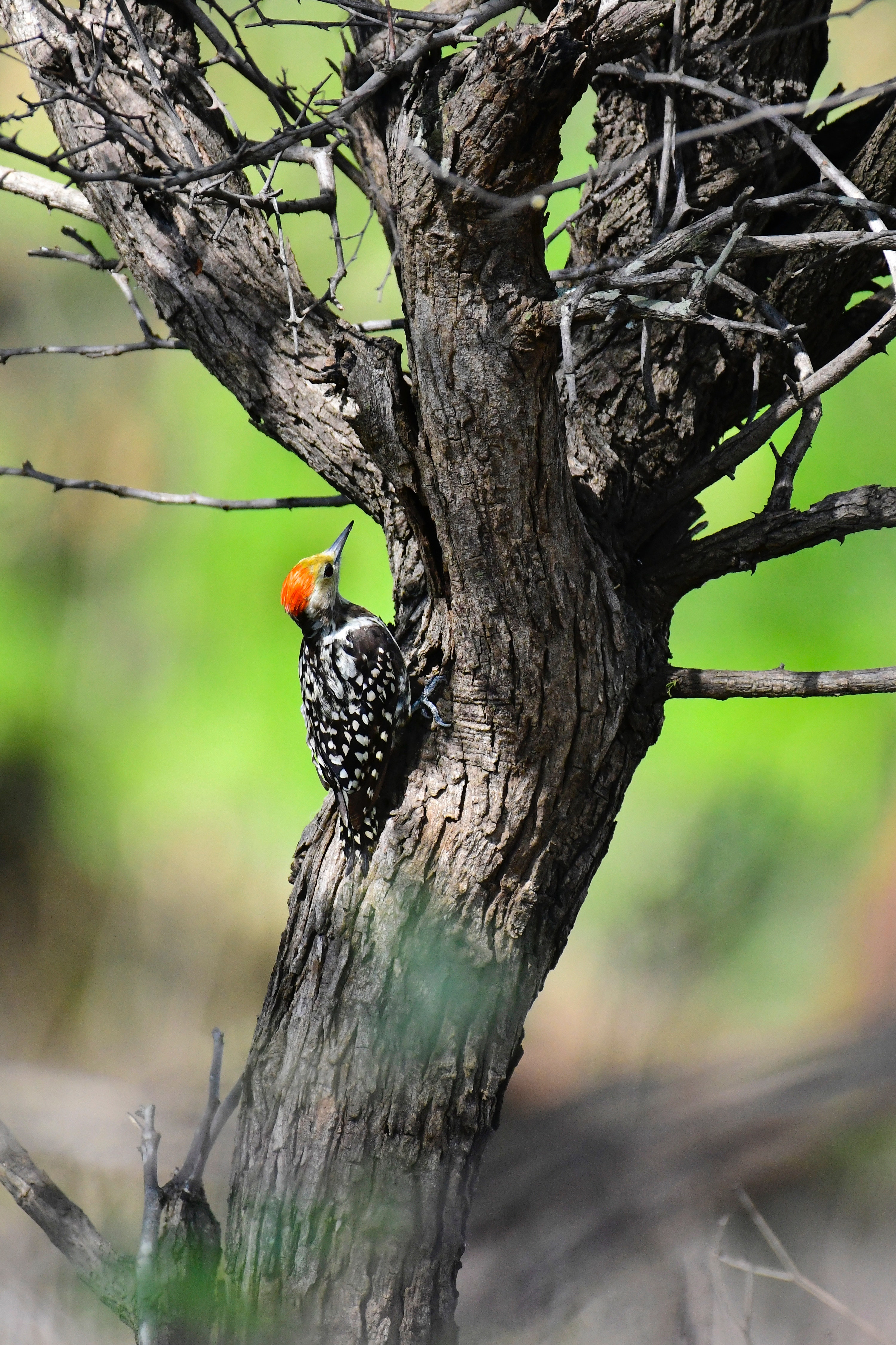 Woodpecker Wallpapers