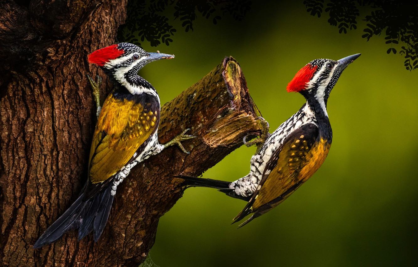 Woodpecker Wallpapers