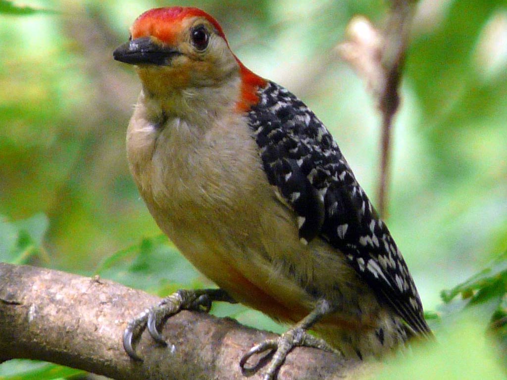 Woodpecker Wallpapers