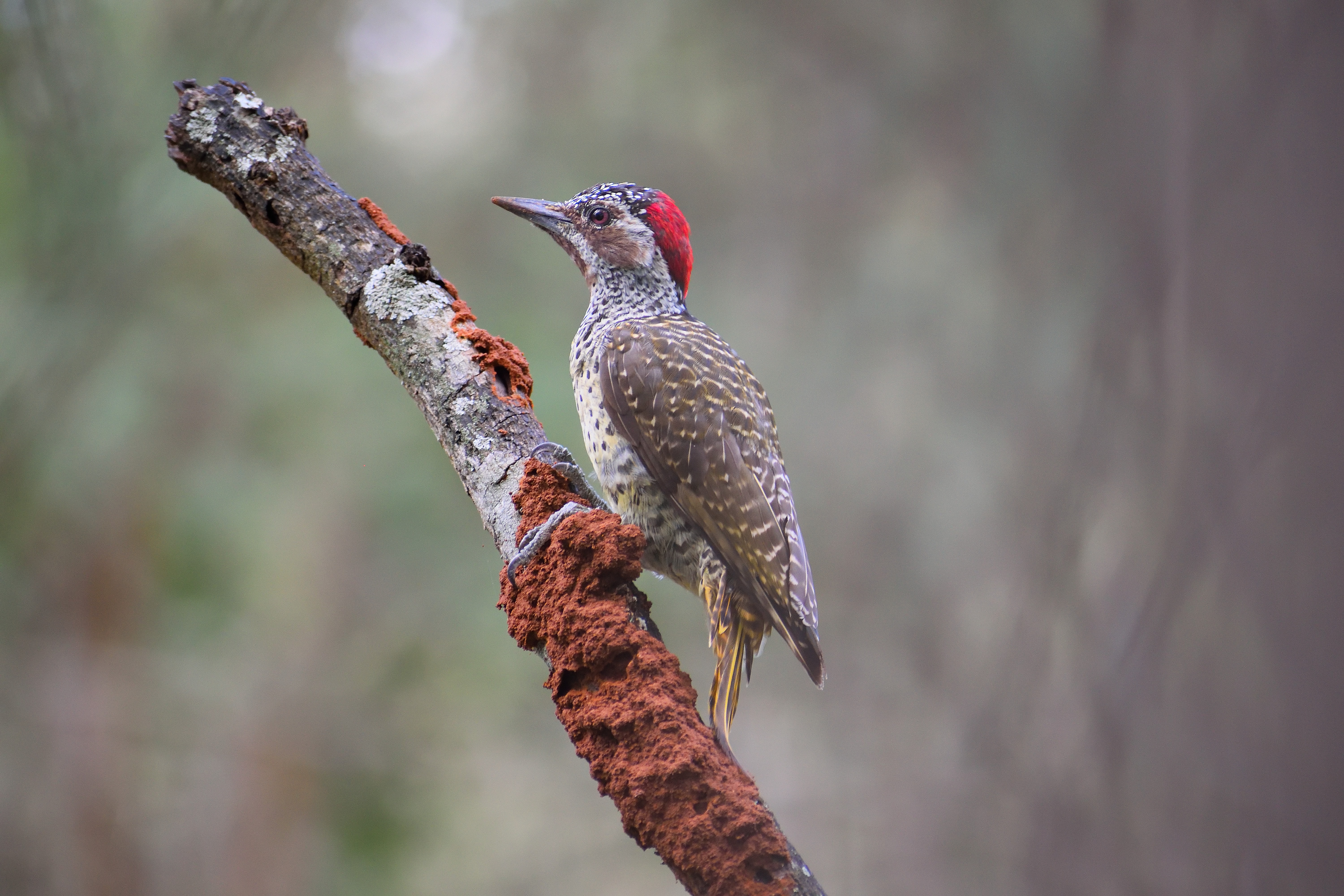 Woodpecker Wallpapers