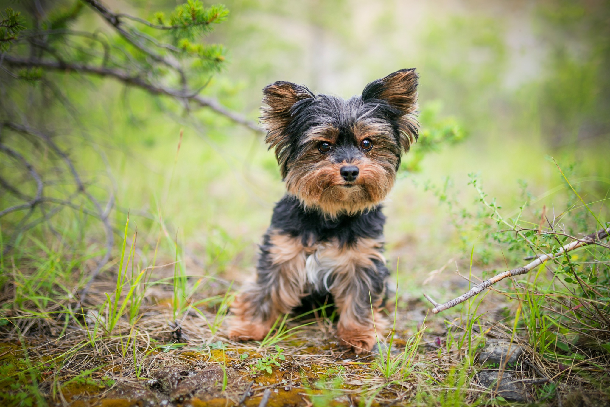 Yorkshire Terrier Wallpapers