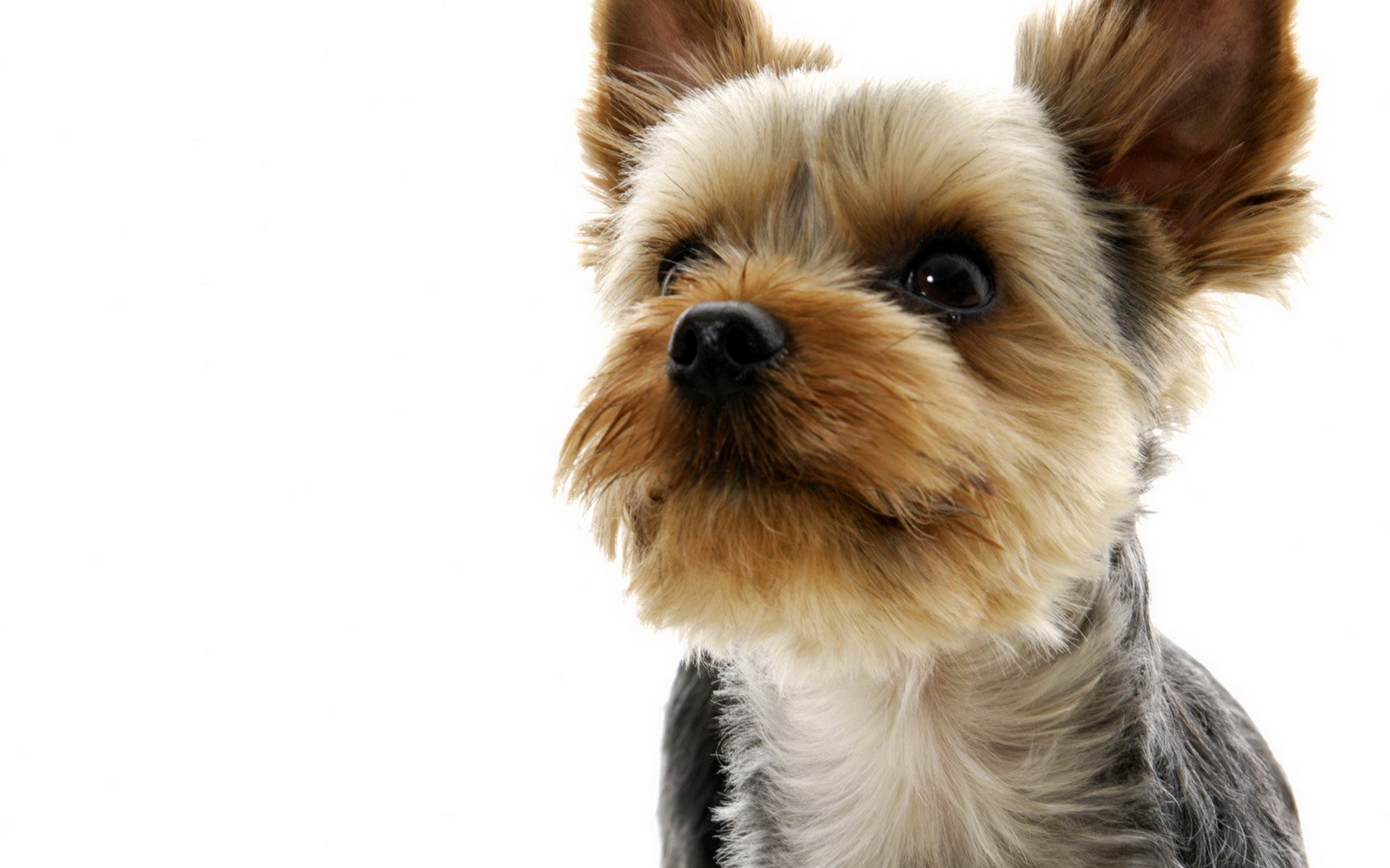 Yorkshire Terrier Wallpapers