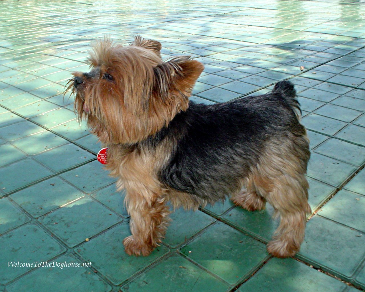 Yorkshire Terrier Wallpapers