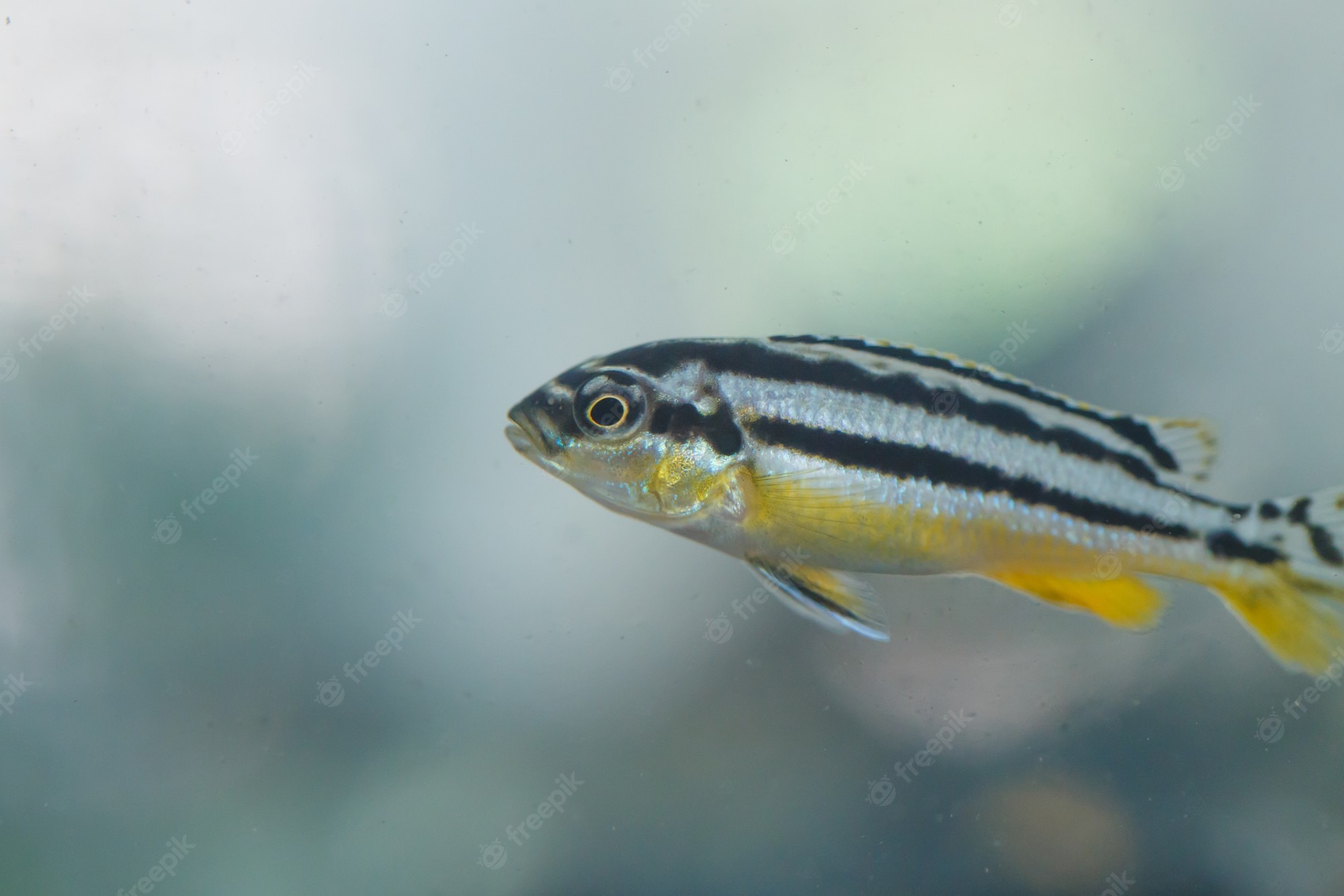 Zebra Fish Wallpapers