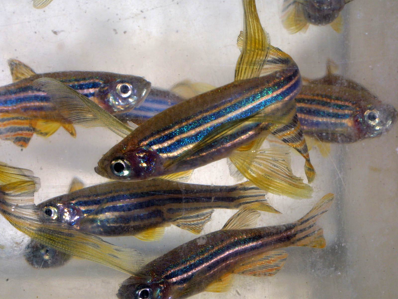 Zebra Fish Wallpapers