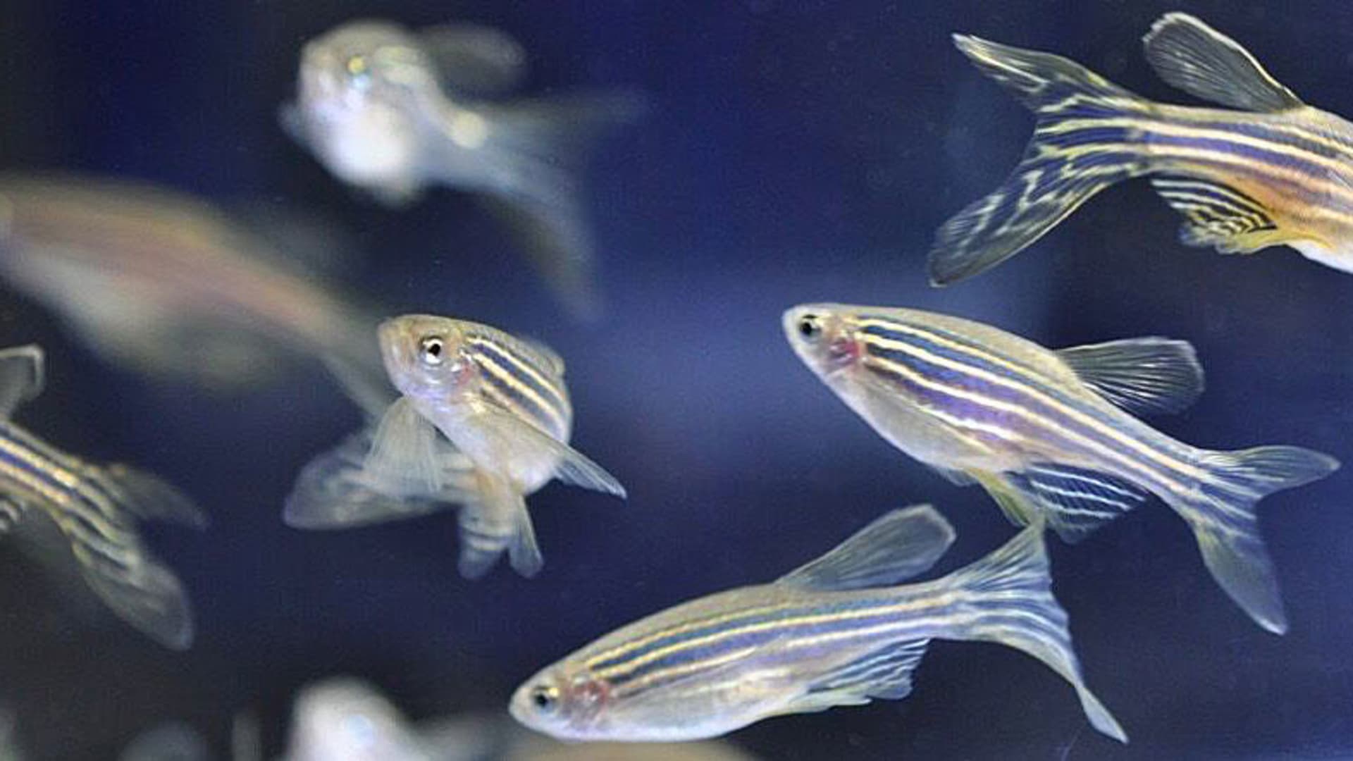 Zebra Fish Wallpapers