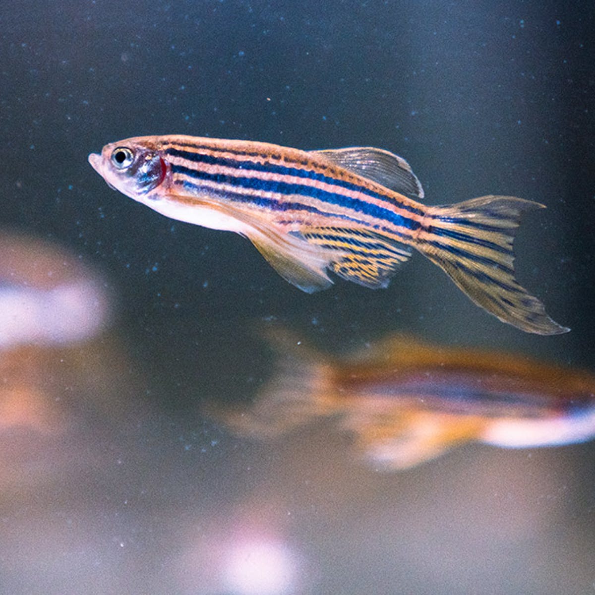 Zebra Fish Wallpapers