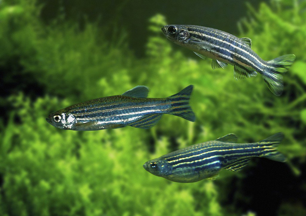 Zebra Fish Wallpapers