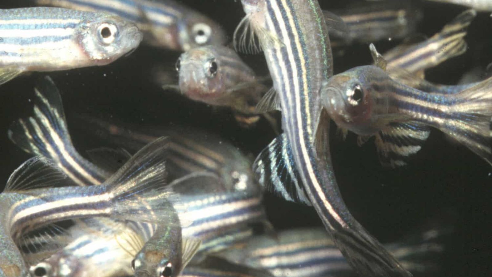 Zebra Fish Wallpapers