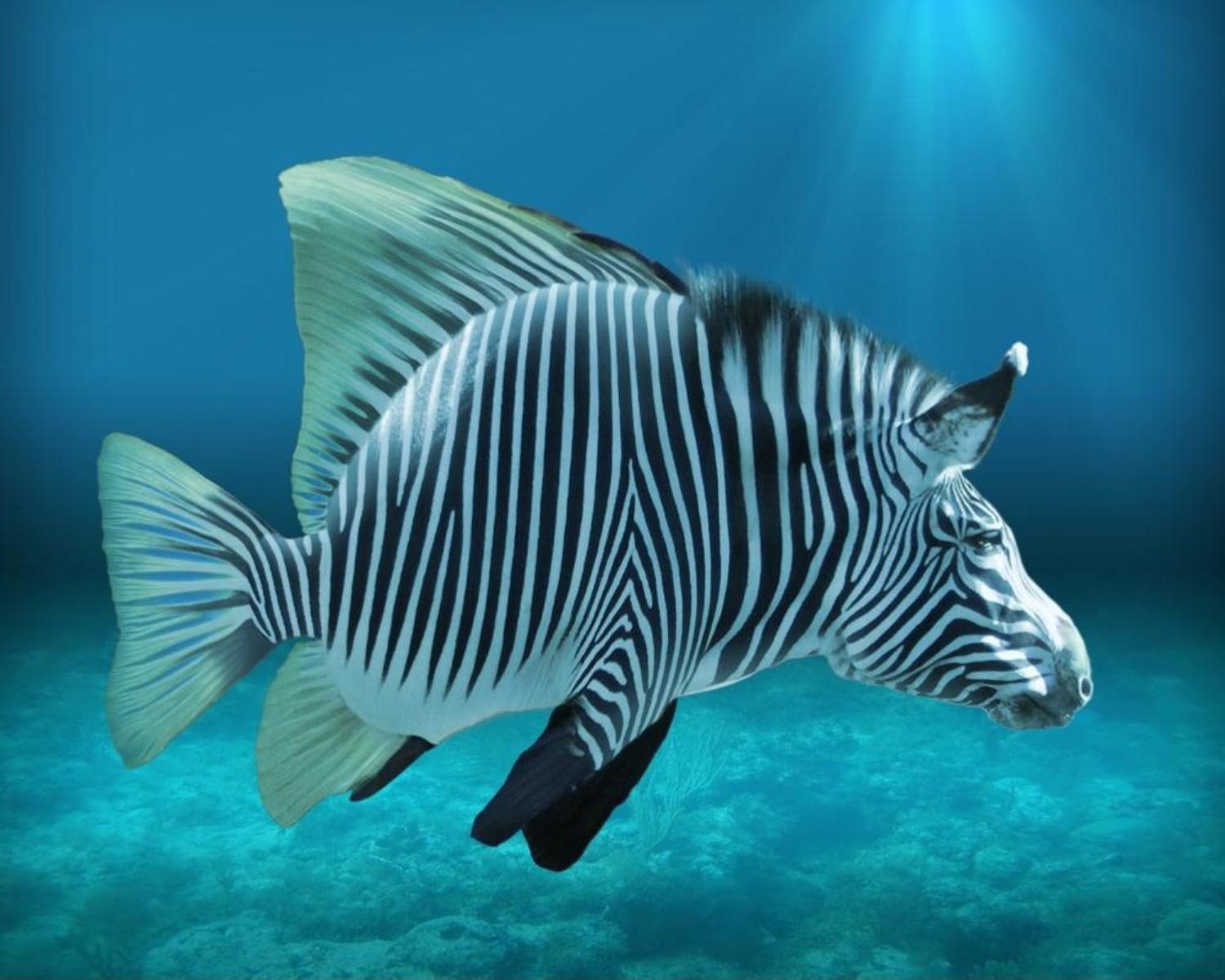 Zebra Fish Wallpapers