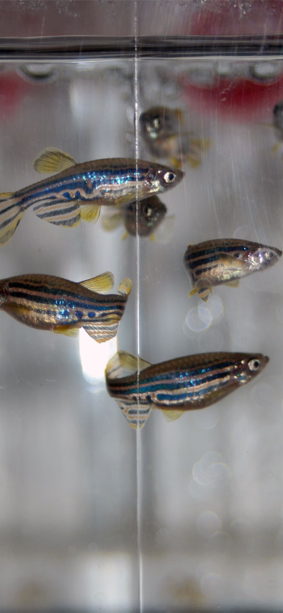 Zebra Fish Wallpapers