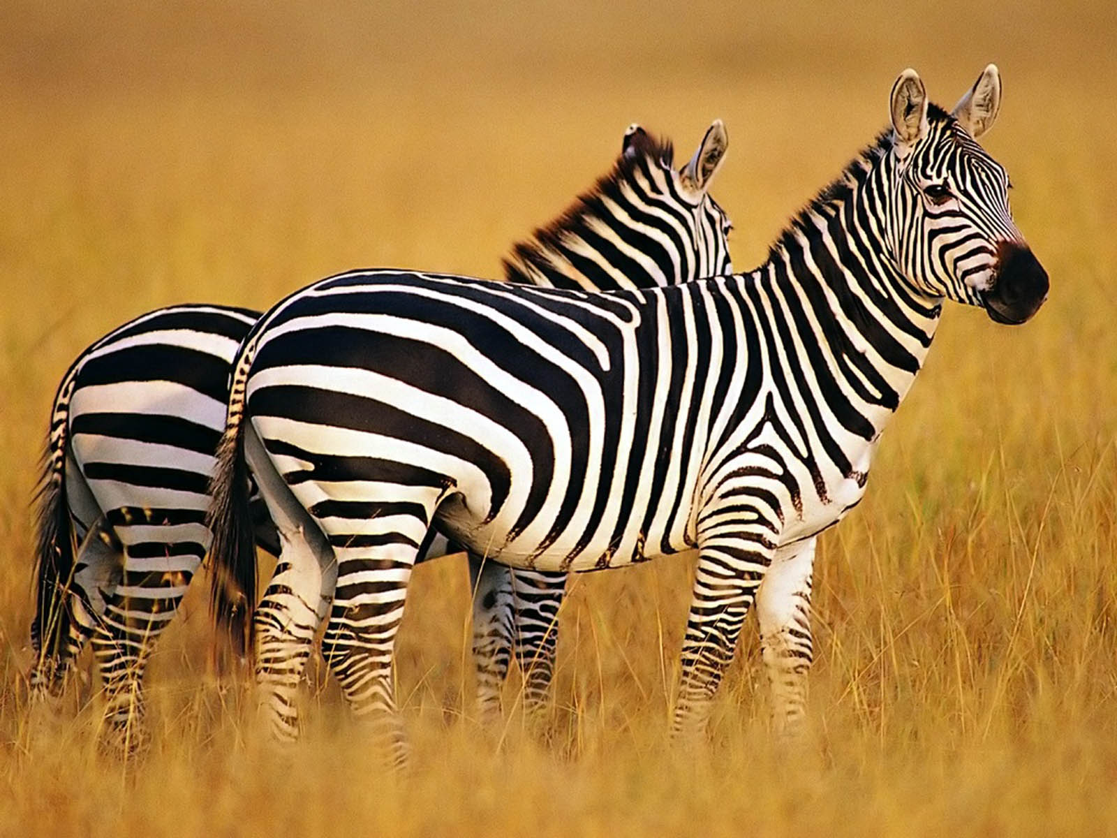 Zebras Wallpapers