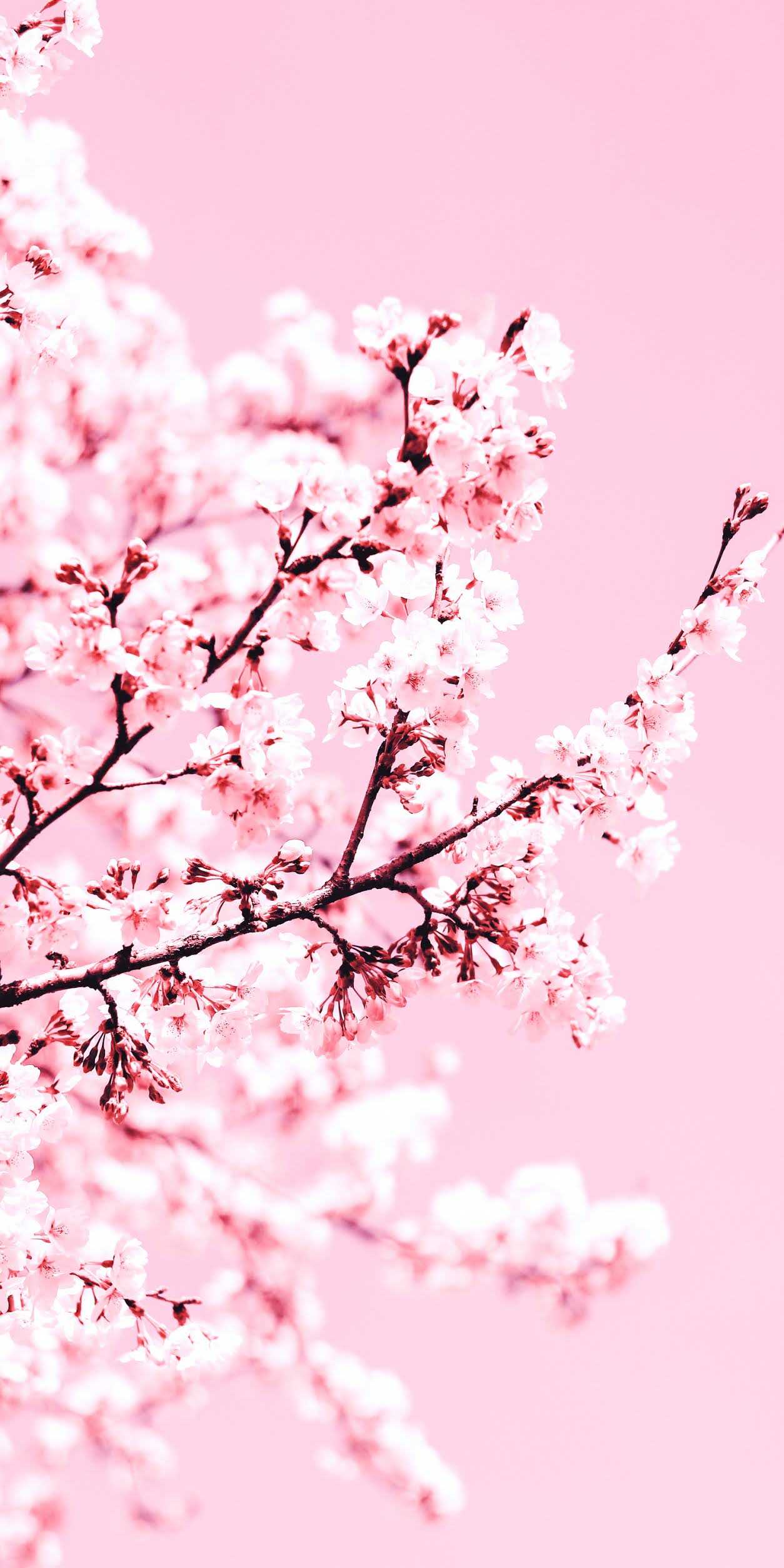 Cherry Aesthetic Wallpapers