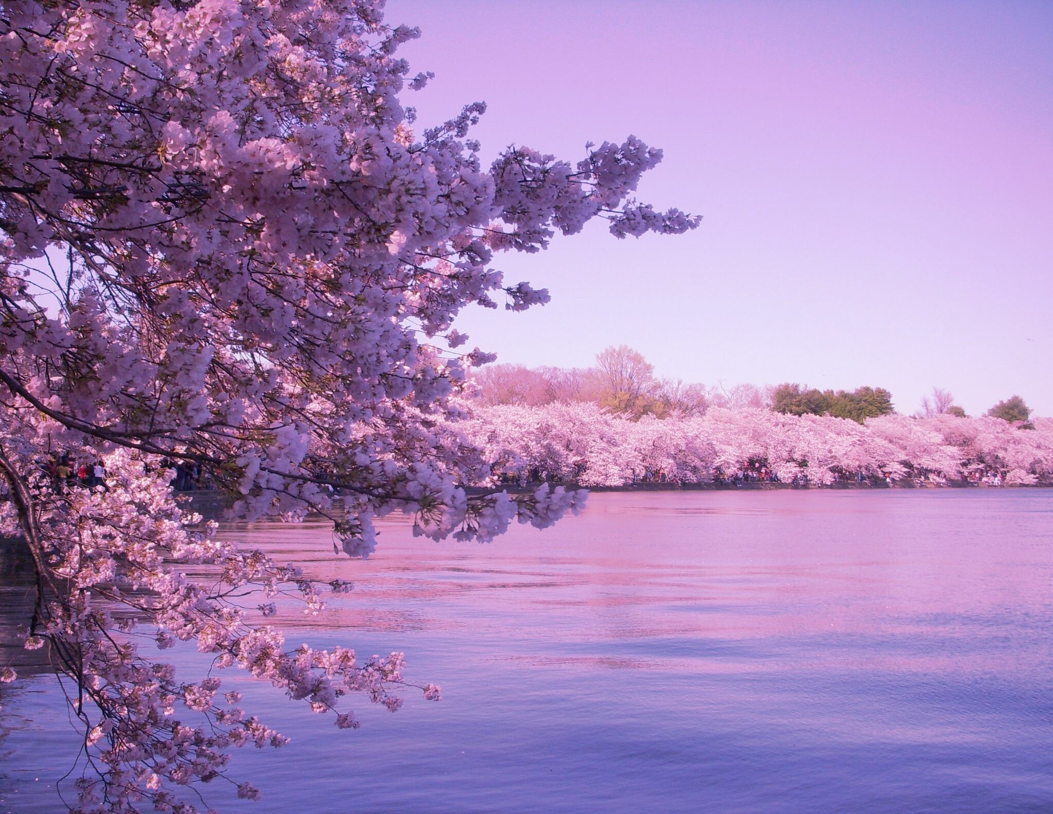 Cherry Blossom 5K Wallpapers