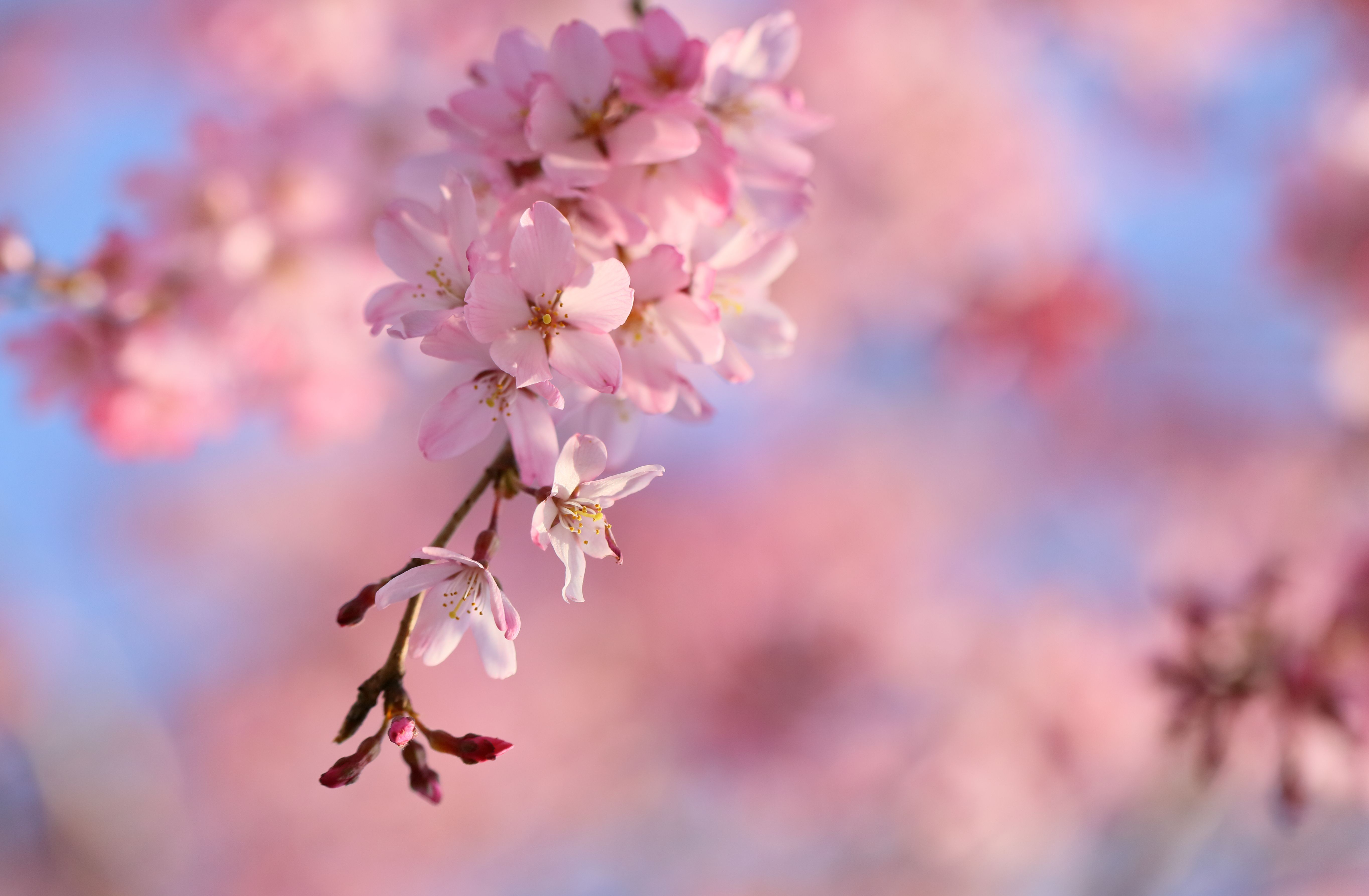 Cherry Blossom 5K Wallpapers