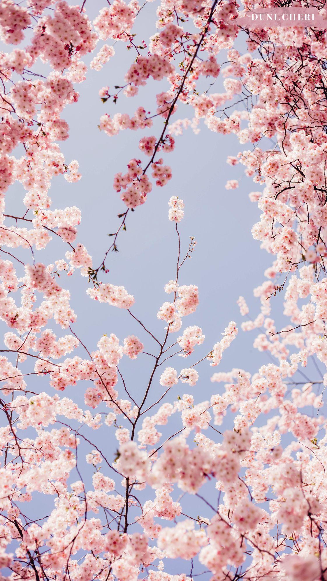 Cherry Blossom Aesthetic Wallpapers