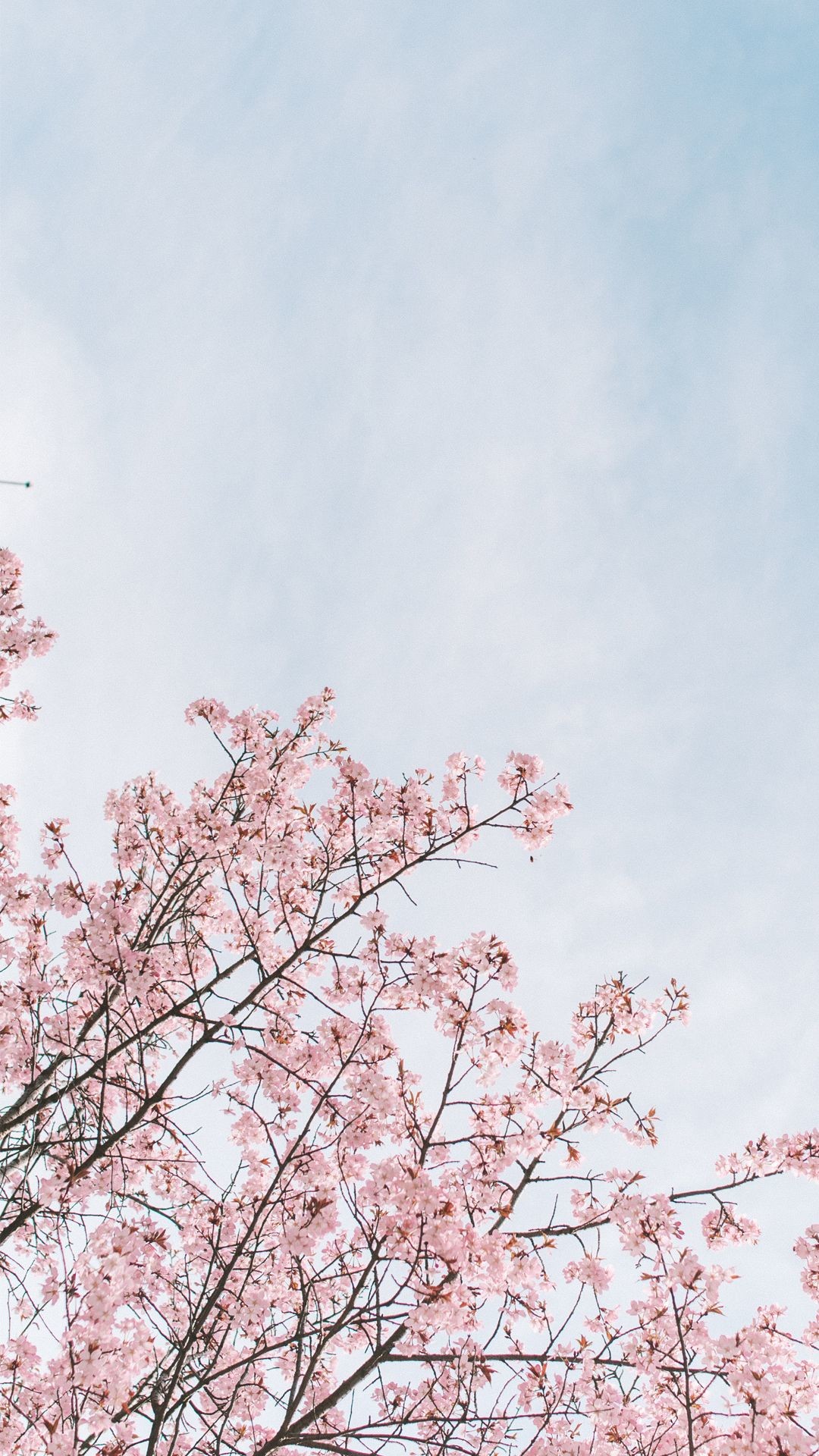 Cherry Blossom Aesthetic Wallpapers