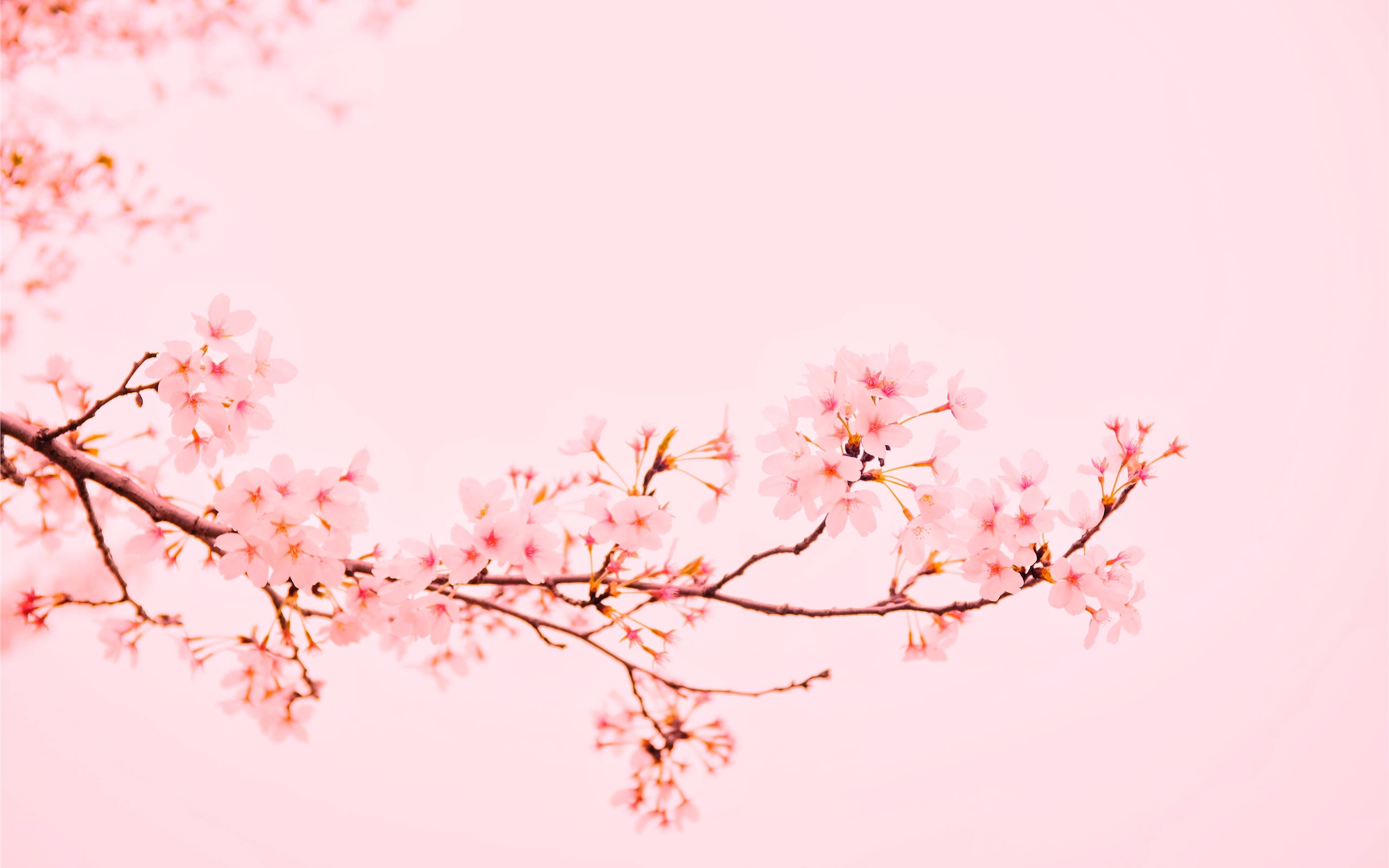 Cherry Blossom Aesthetic Wallpapers