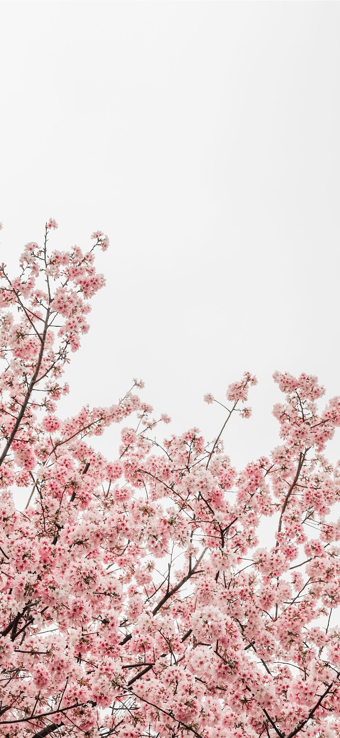 Cherry Blossom Aesthetic Wallpapers