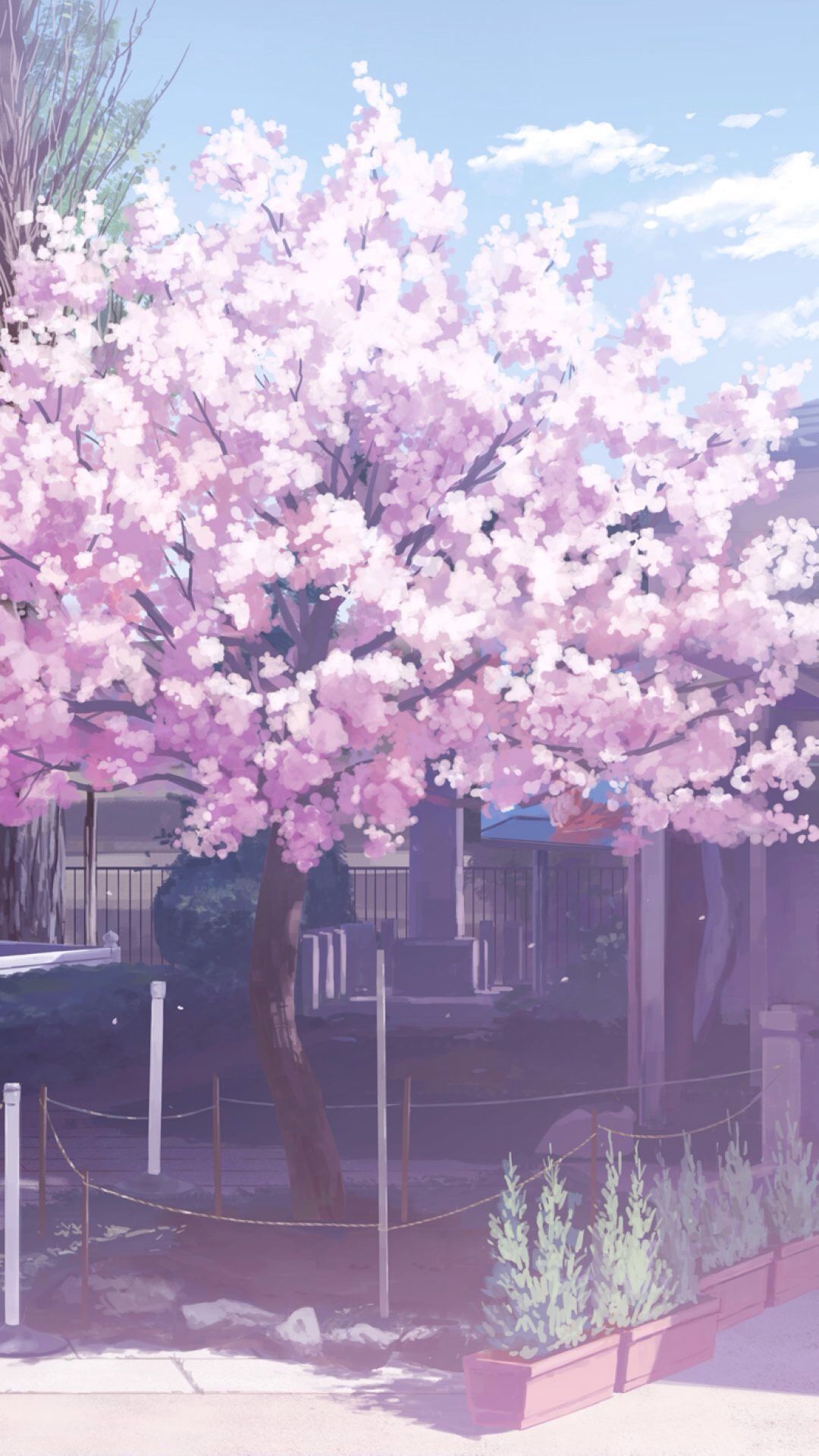 Cherry Blossom Aesthetic Wallpapers