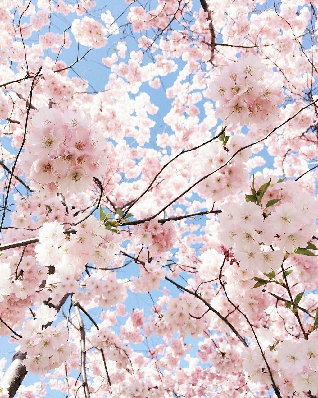 Cherry Blossom Aesthetic Wallpapers