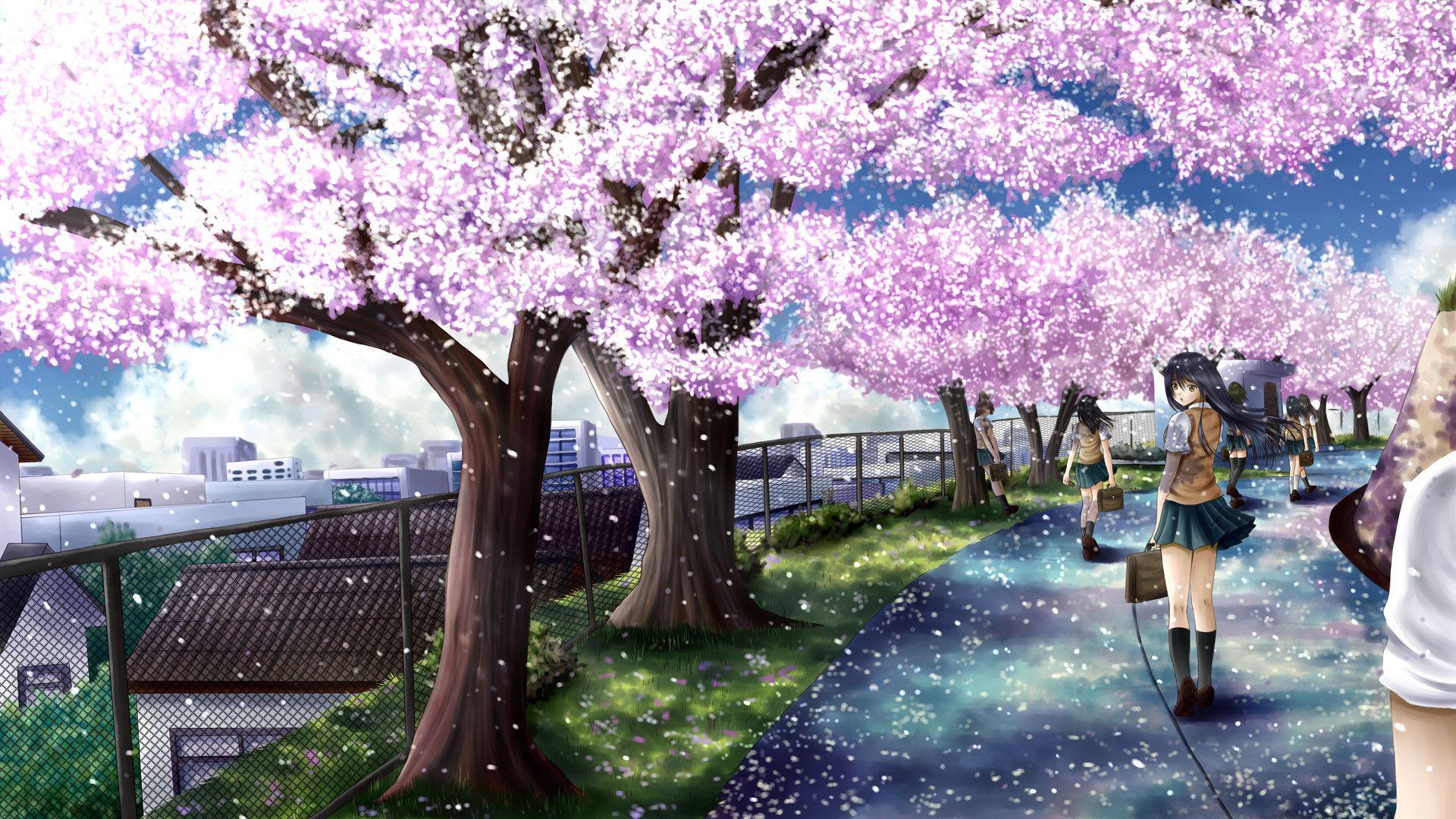 Cherry Blossom Anime Wallpapers