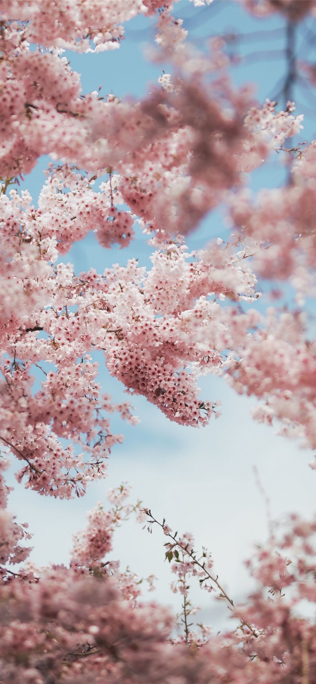 Cherry Blossom Anime Wallpapers