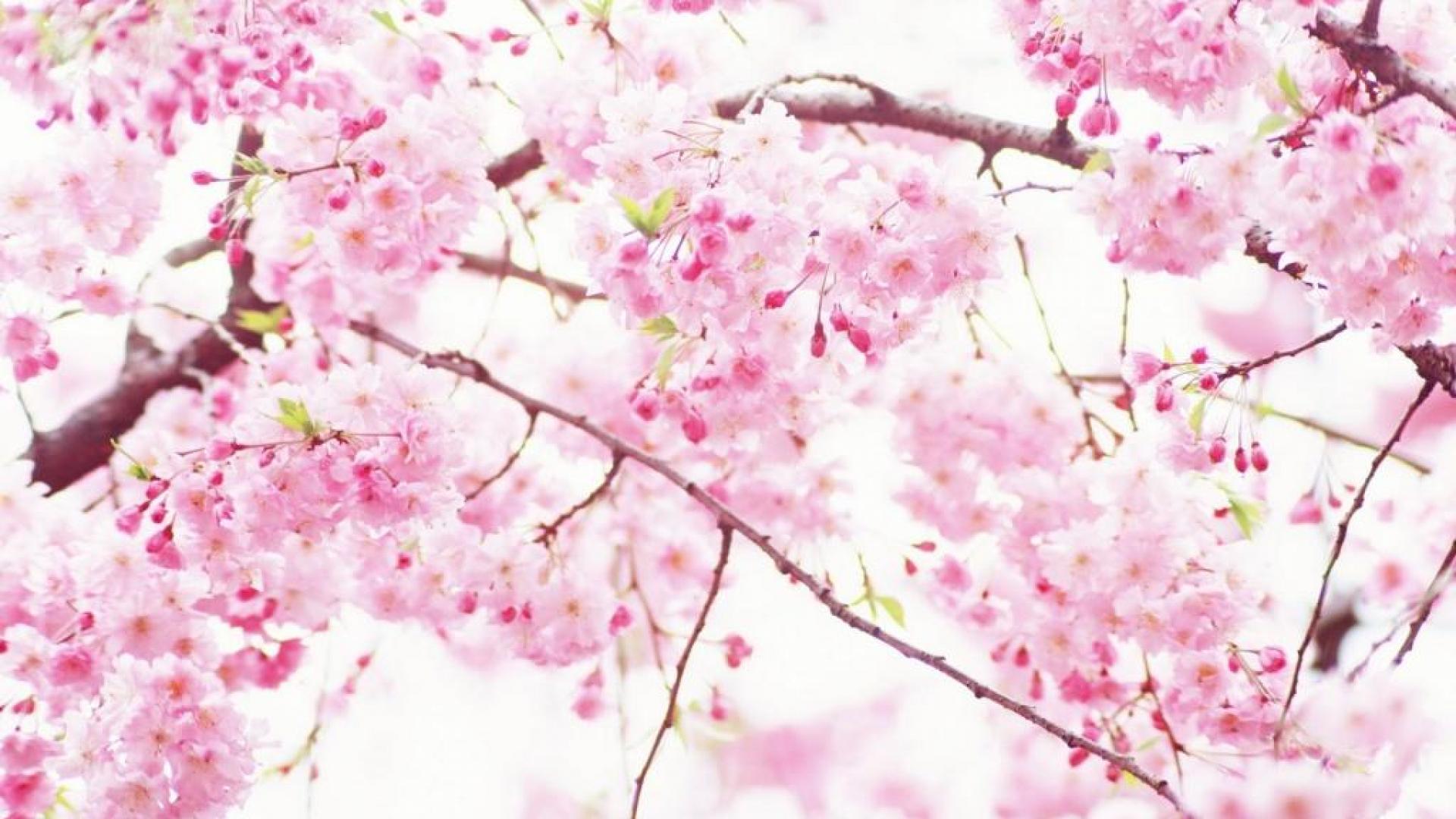 Cherry Blossom Anime Wallpapers