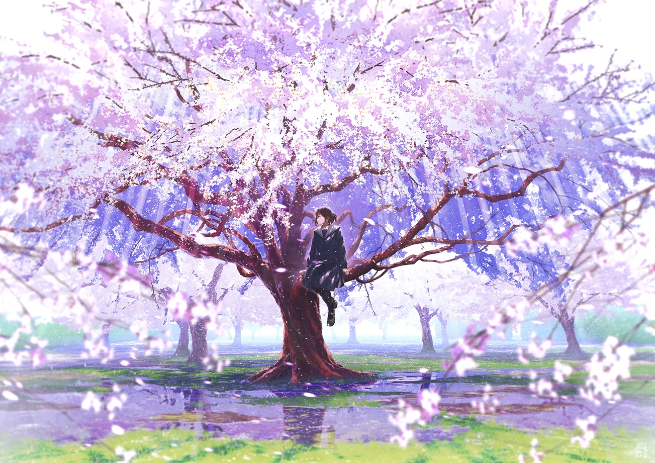 Cherry Blossom Anime Wallpapers