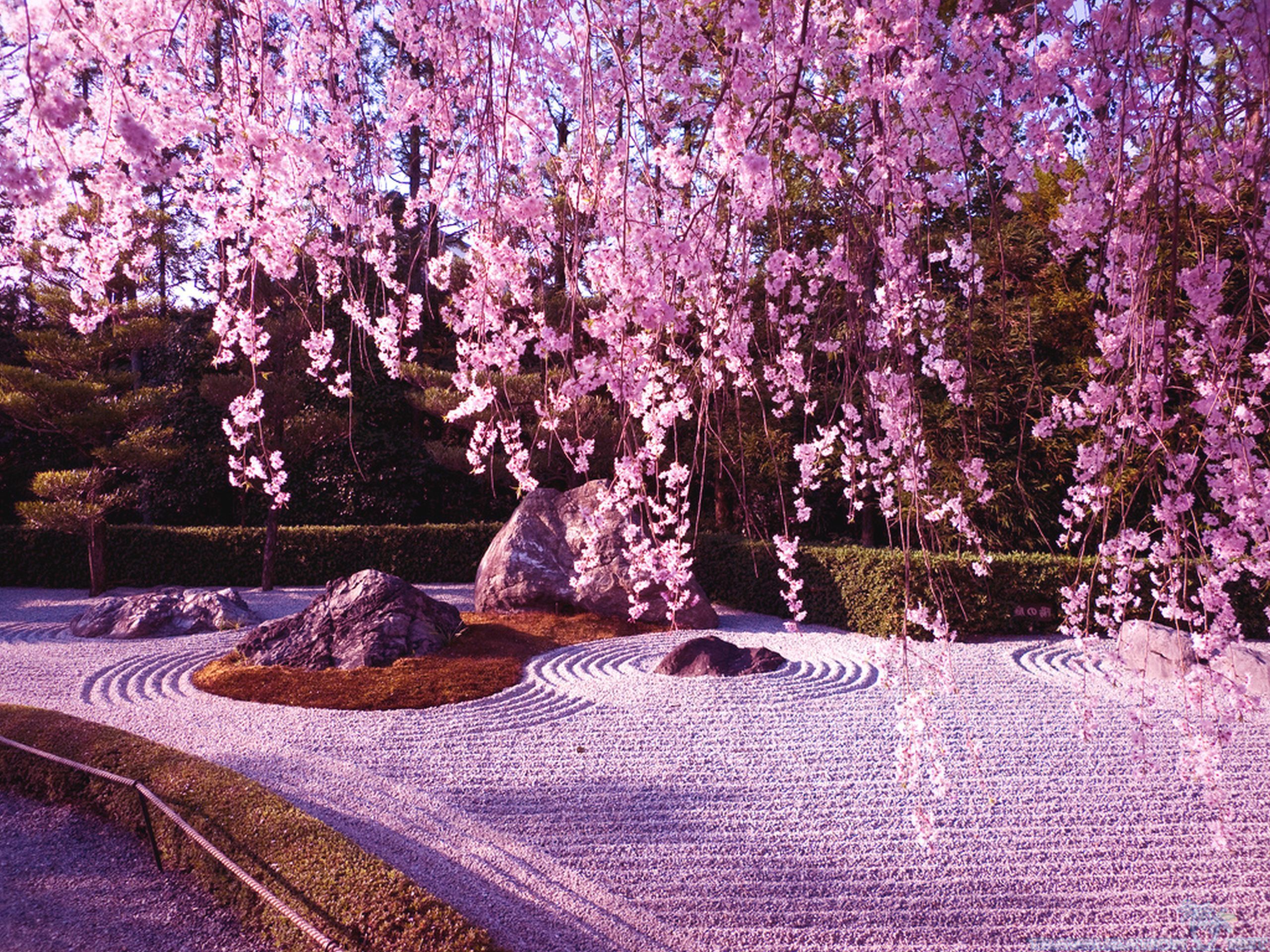 Cherry Blossom Computer Wallpapers