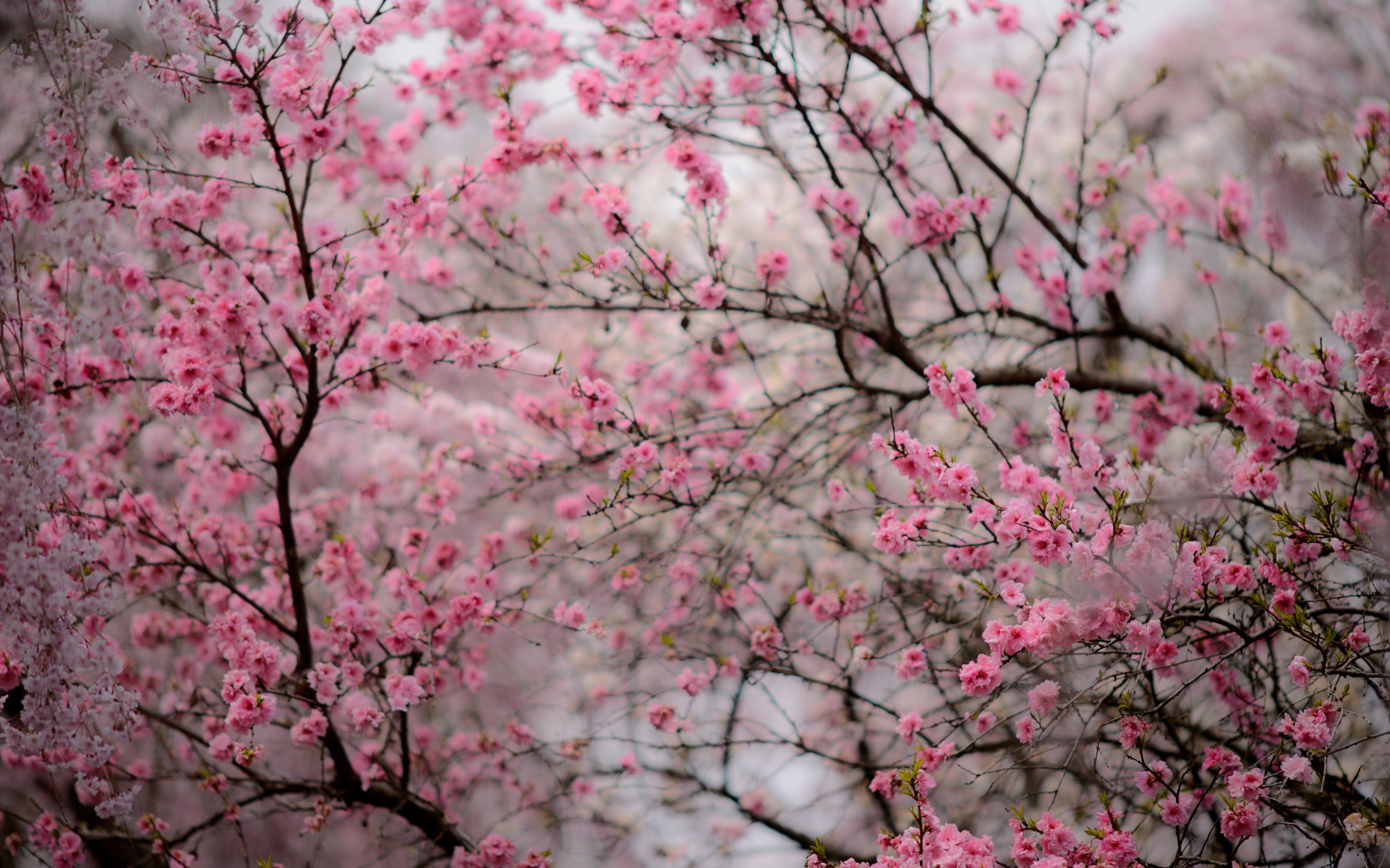 Cherry Blossom Computer Wallpapers