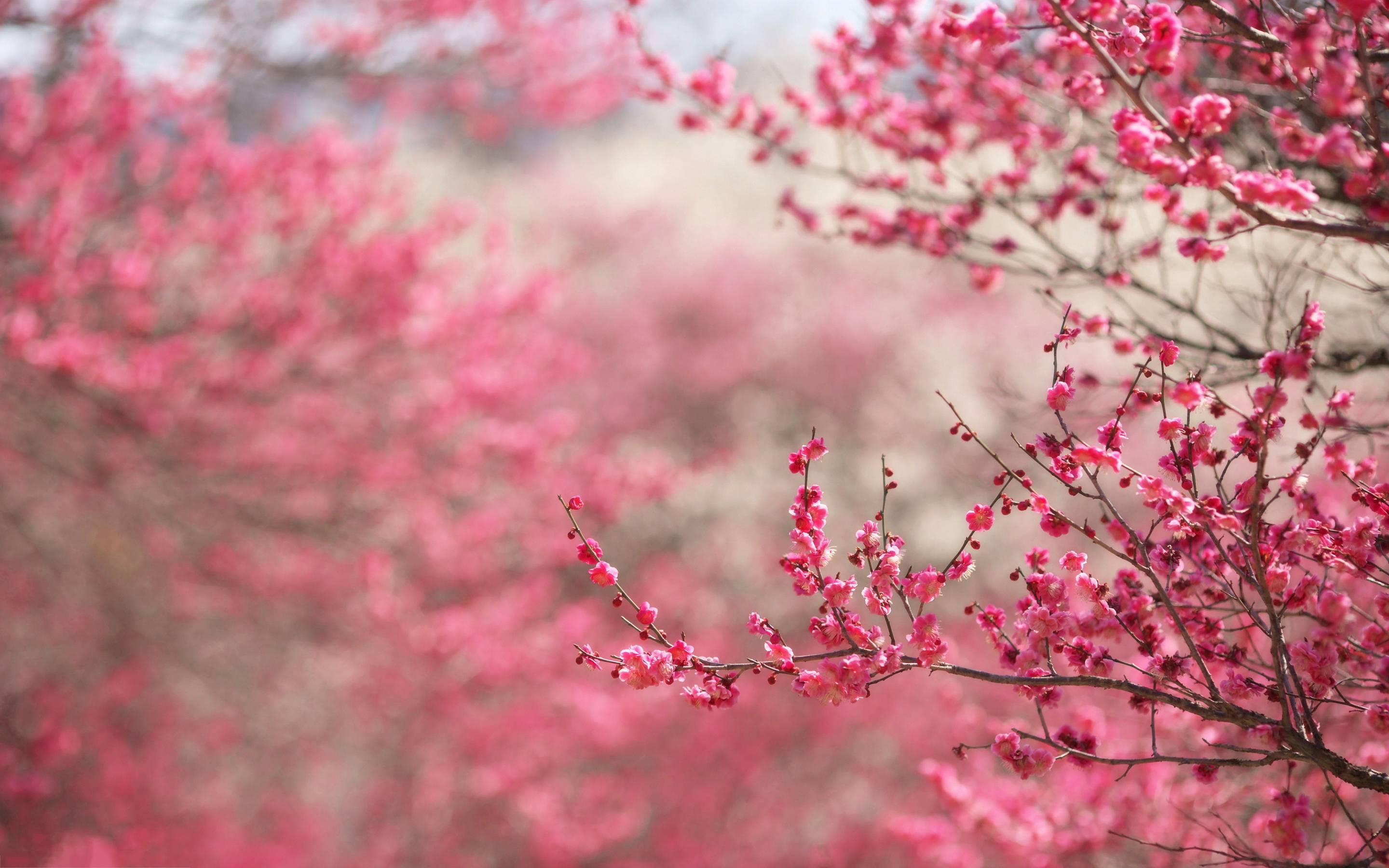 Cherry Blossom Computer Wallpapers