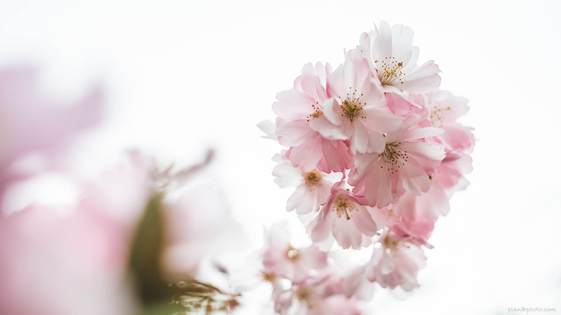 Cherry Blossom Computer Wallpapers