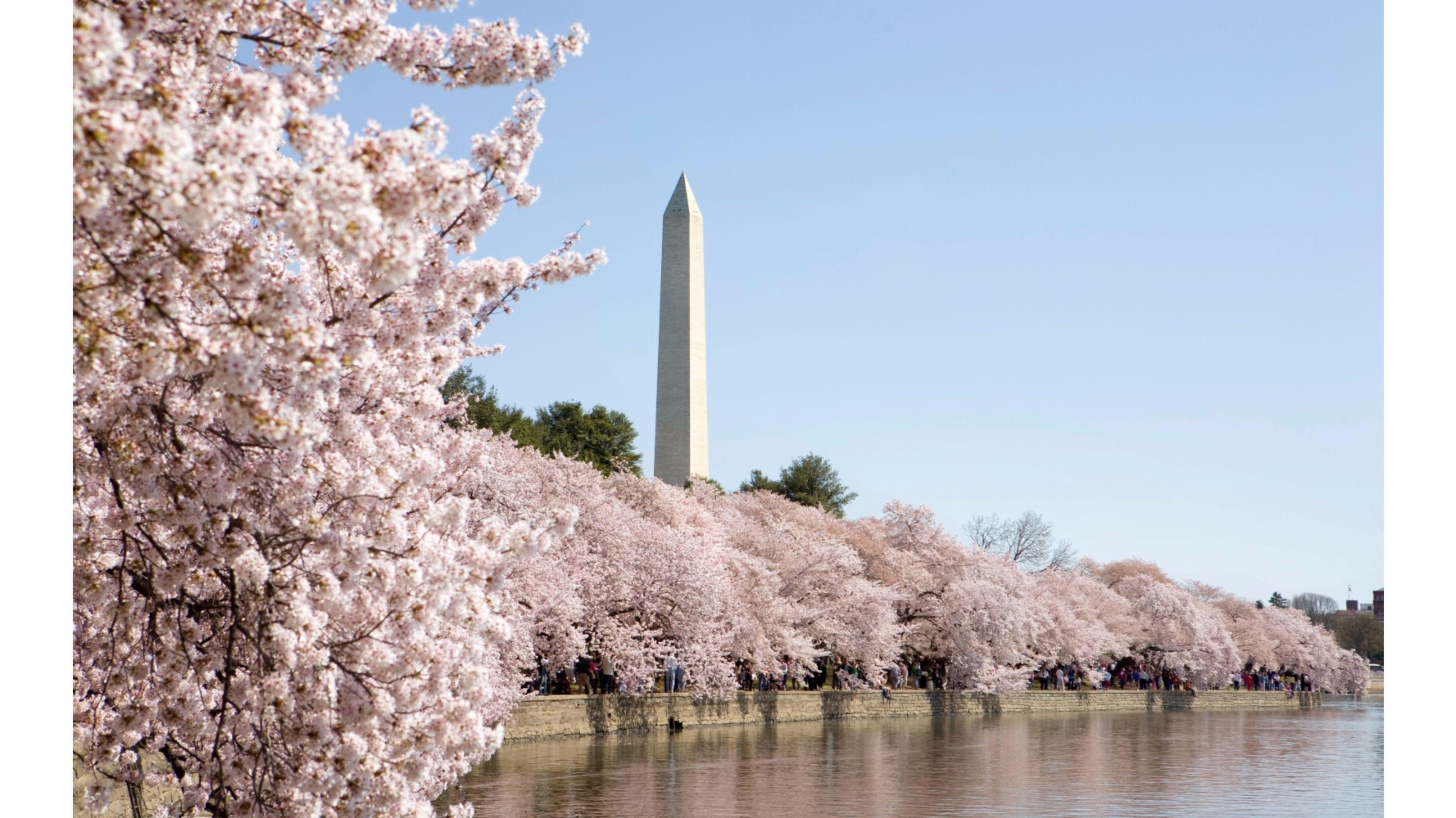 Cherry Blossom Computer Wallpapers