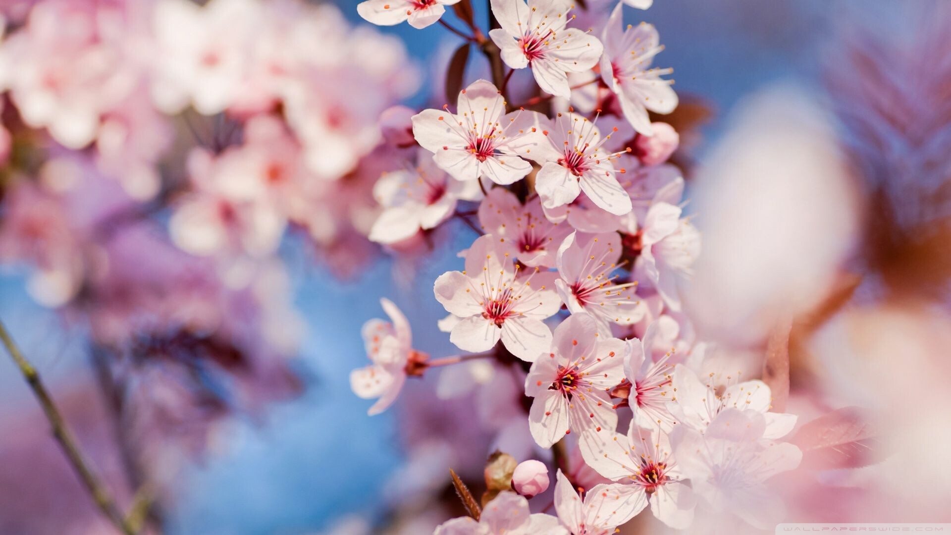 Cherry Blossom Desktop Wallpapers