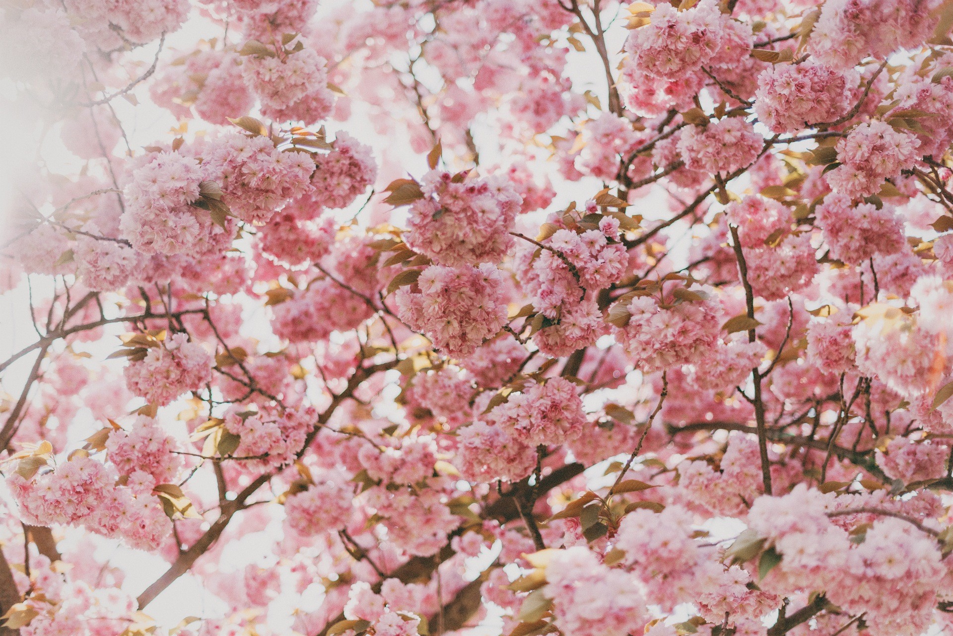 Cherry Blossom Desktop Wallpapers