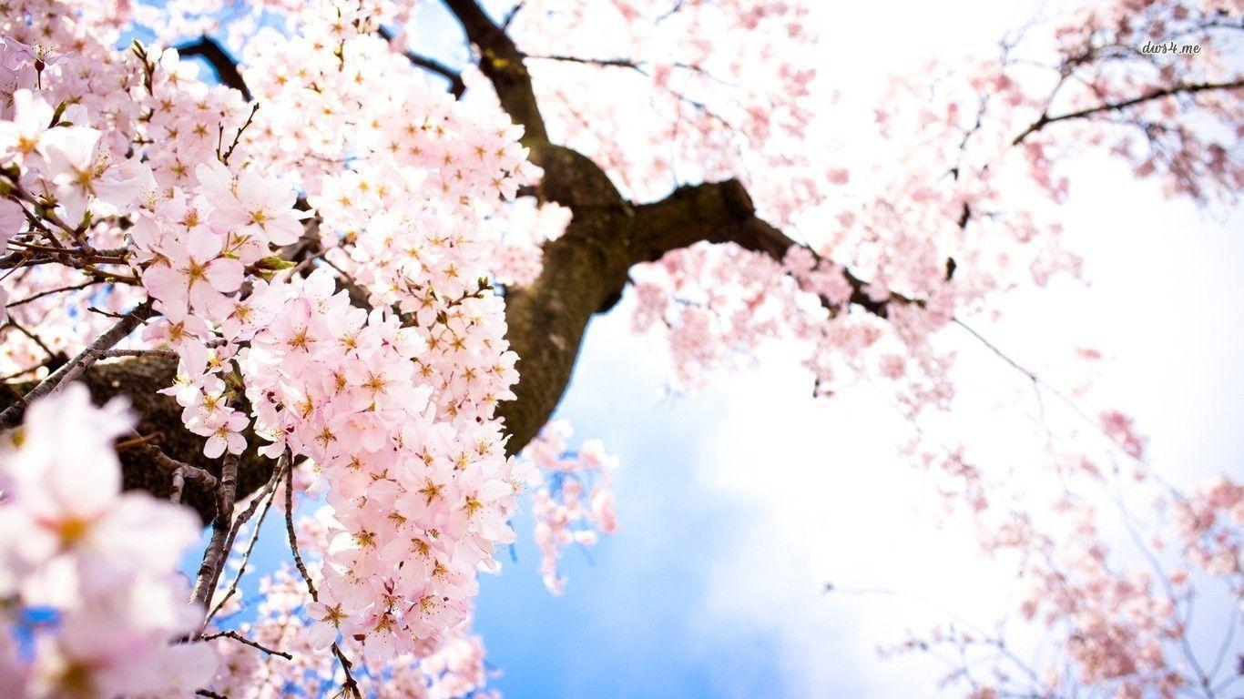 Cherry Blossom Desktop Wallpapers