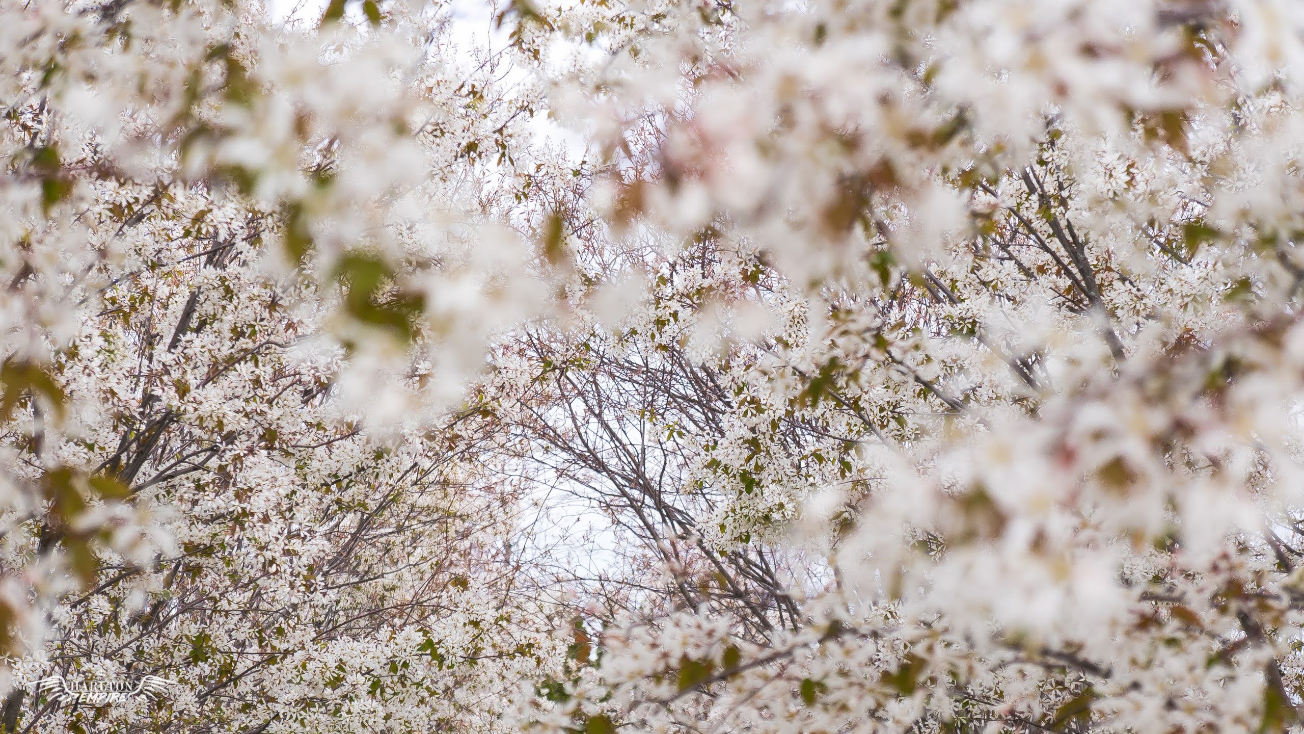 Cherry Blossom Desktop Wallpapers