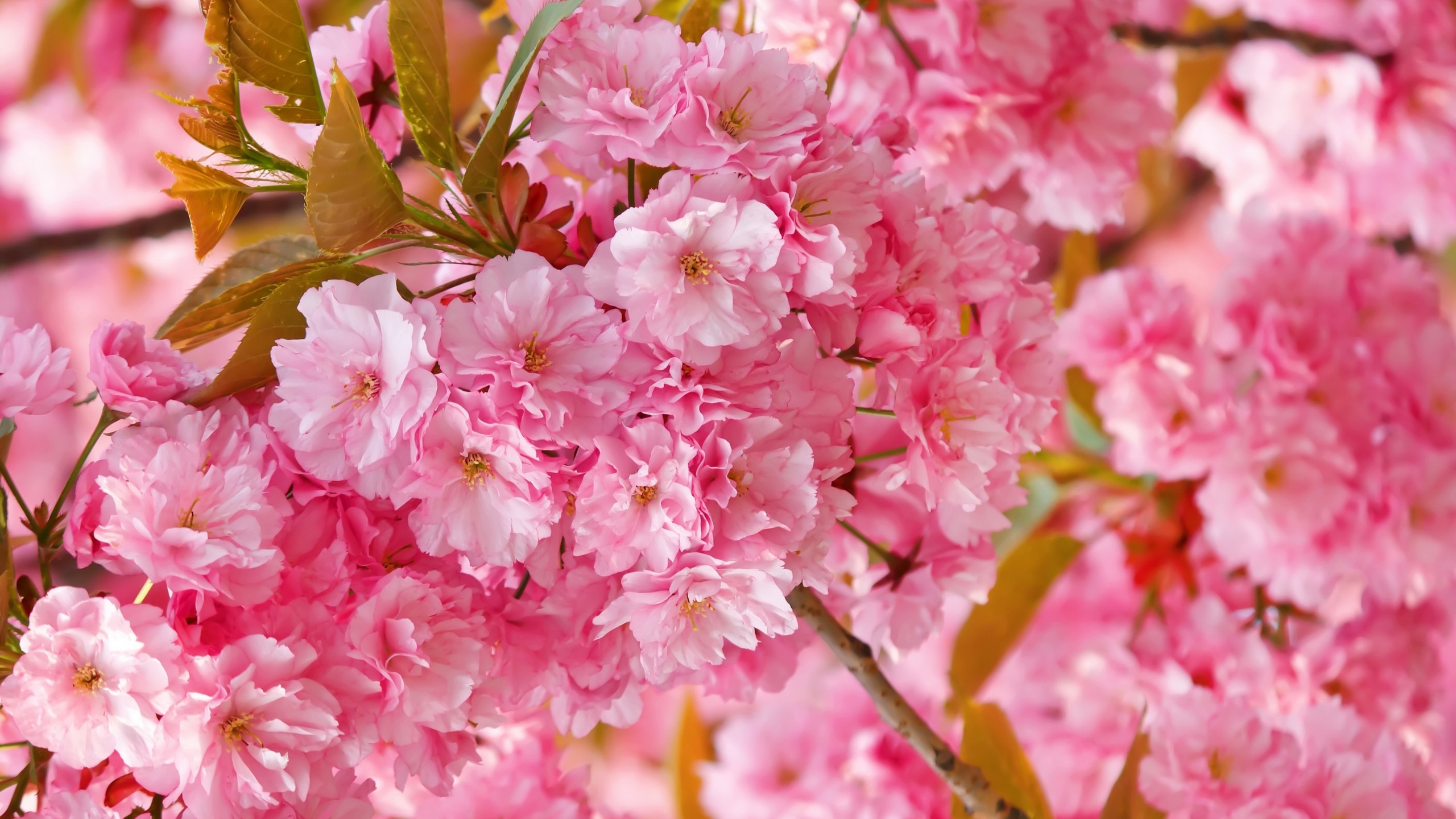 Cherry Blossom Desktop Wallpapers