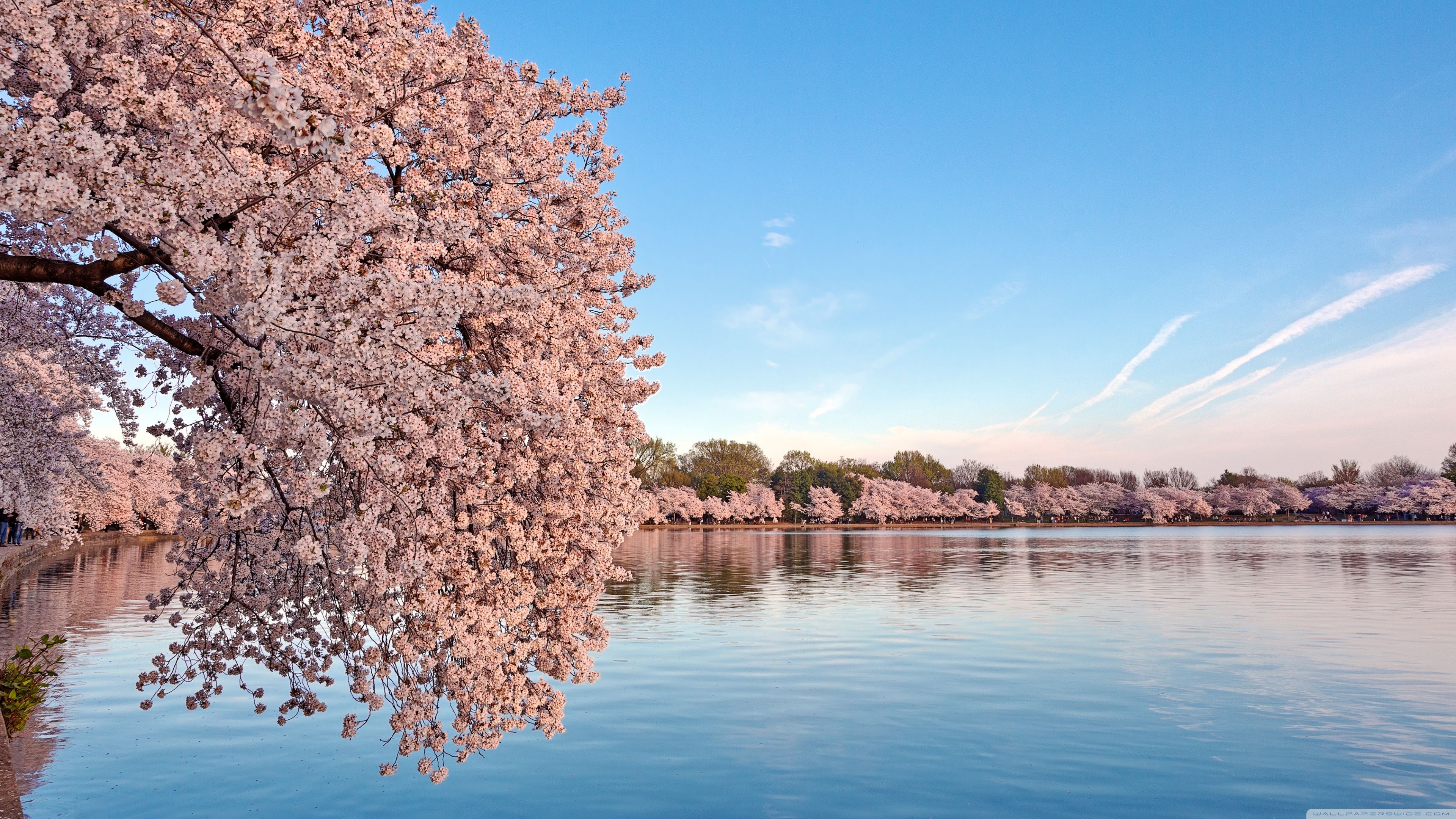 Cherry Blossom Desktop Wallpapers