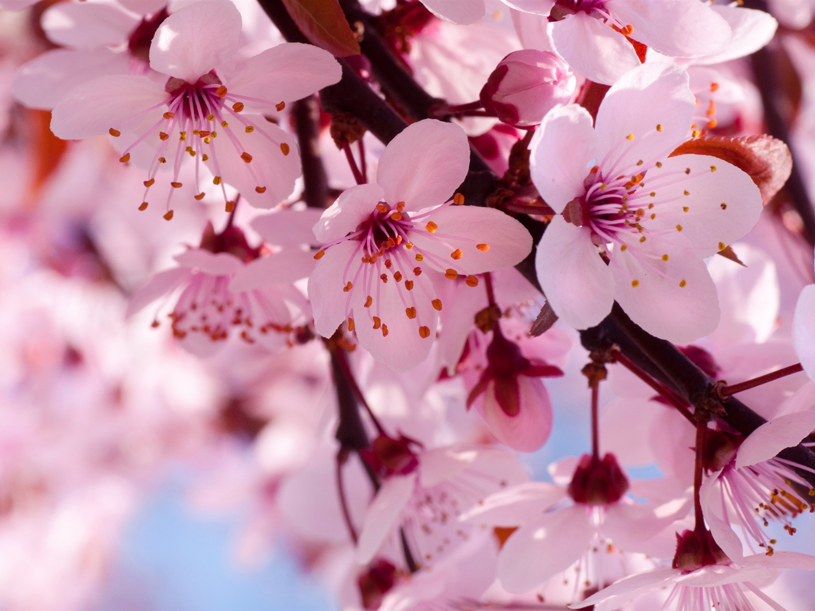 Cherry Blossom Hd Wallpapers