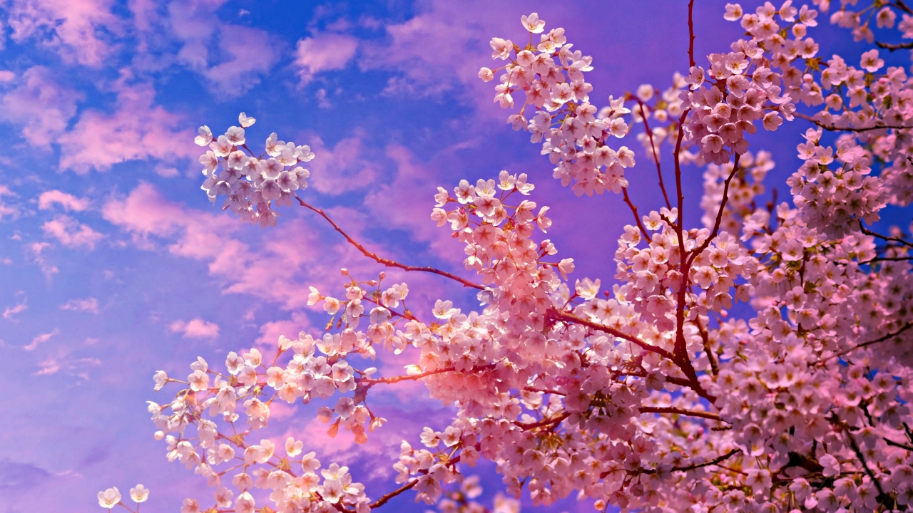 Cherry Blossom Hd Wallpapers