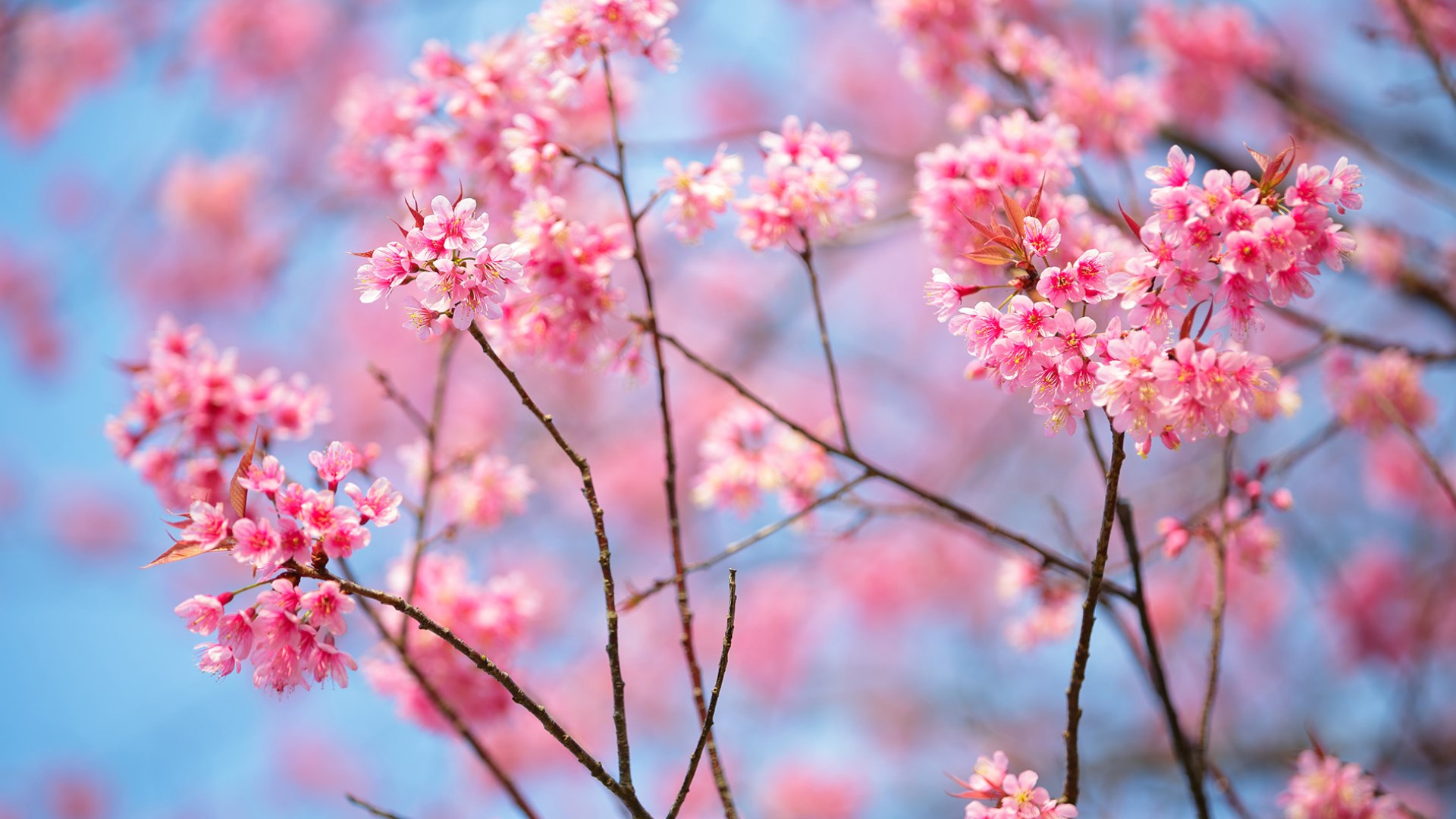 Cherry Blossom Hd Wallpapers