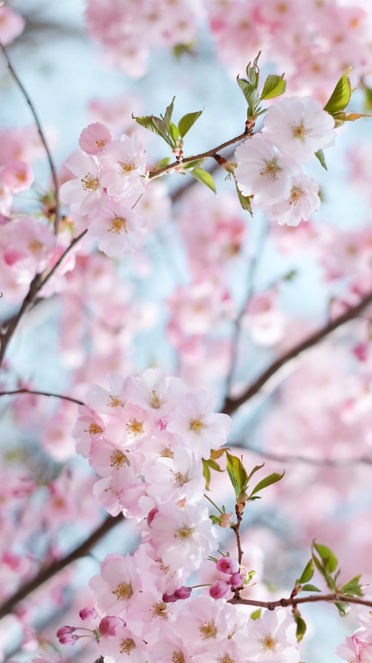 Cherry Blossom Iphone Wallpapers