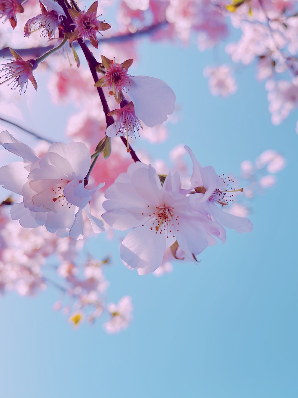 Cherry Blossom Iphone Wallpapers