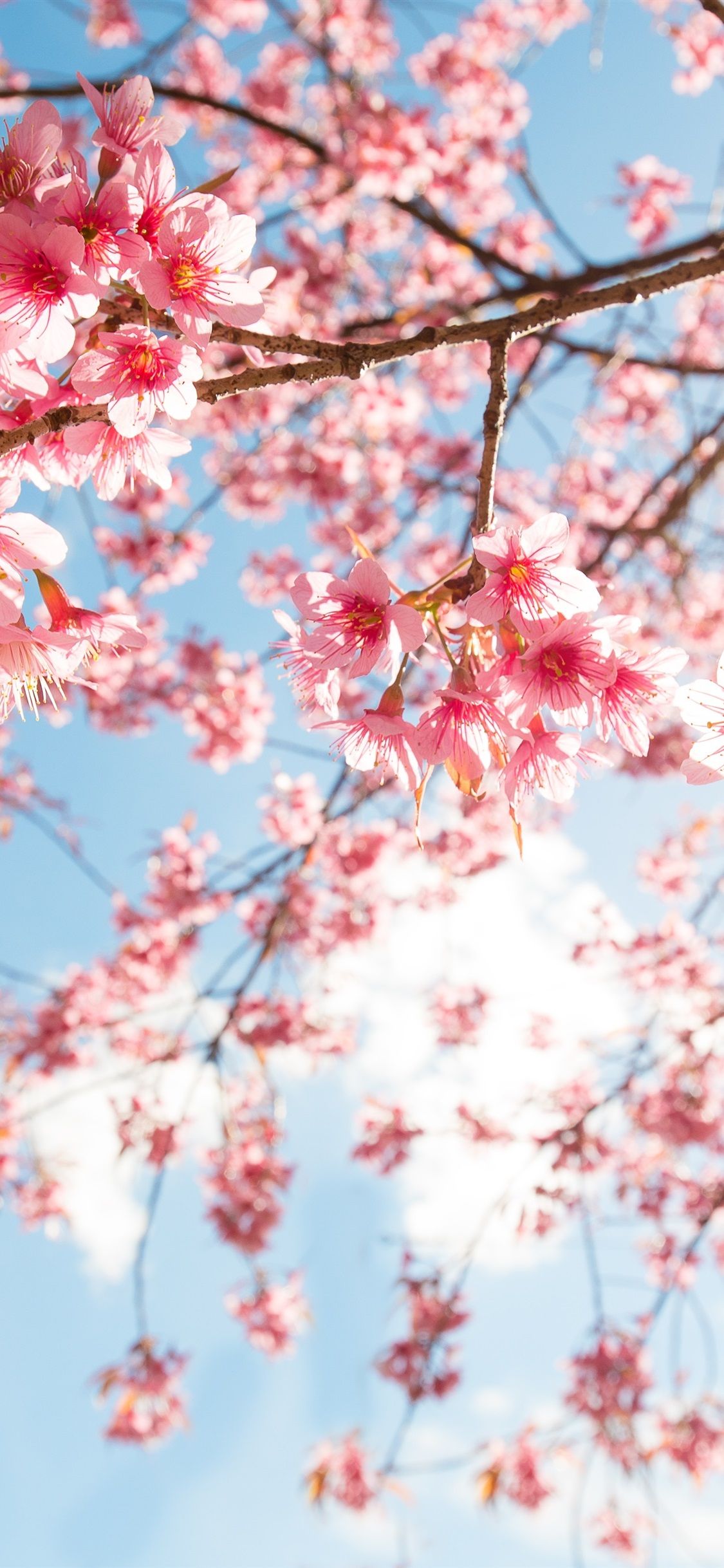 Cherry Blossom Iphone Wallpapers