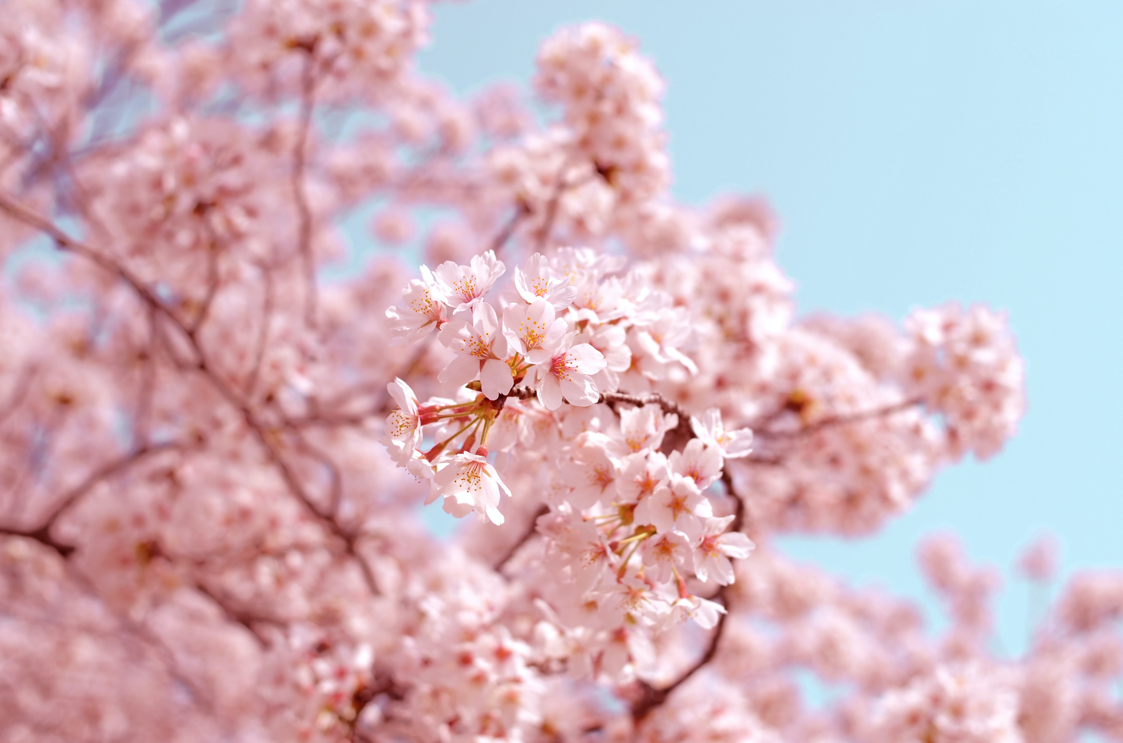 Cherry Blossom Iphone Wallpapers