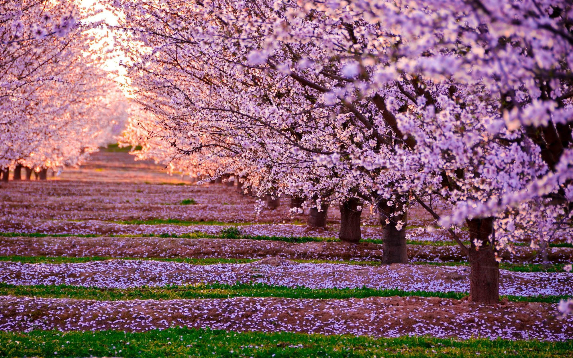 Cherry Blossom Landscape Wallpapers